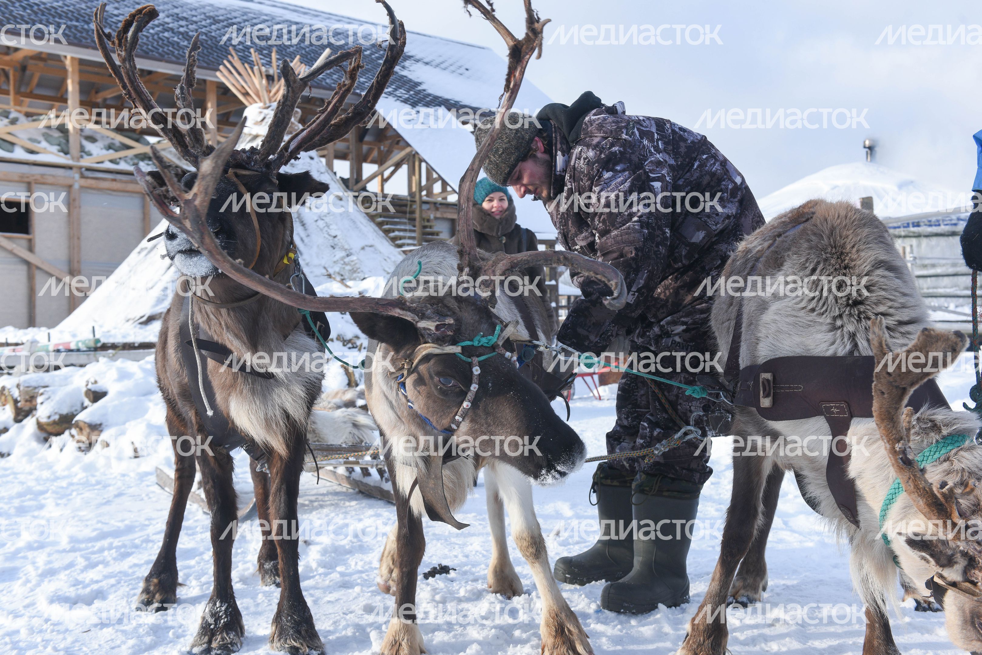 Оленья ферма в Дзержинском