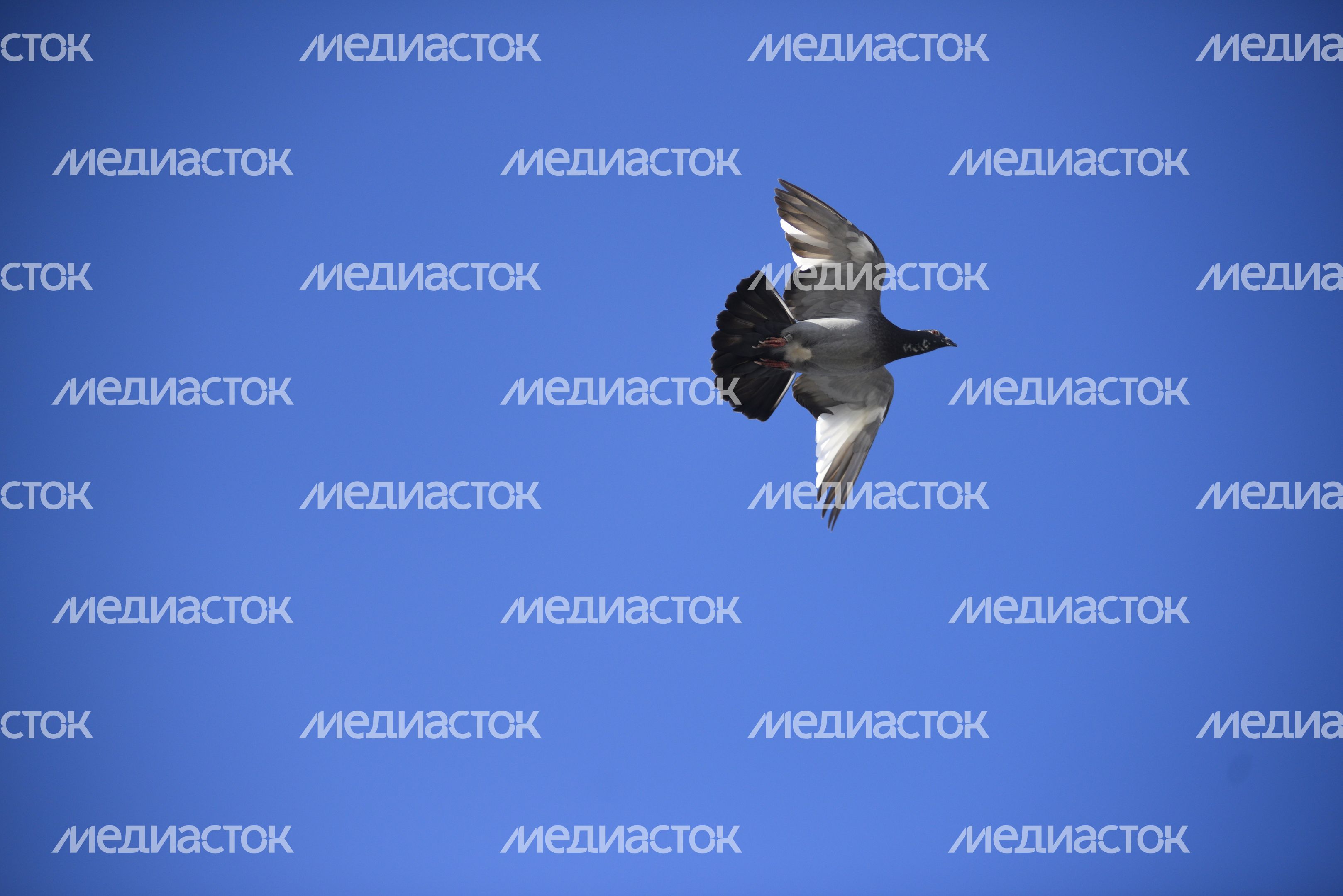 Частная голубятня в Москве Частная голубятня в Москве