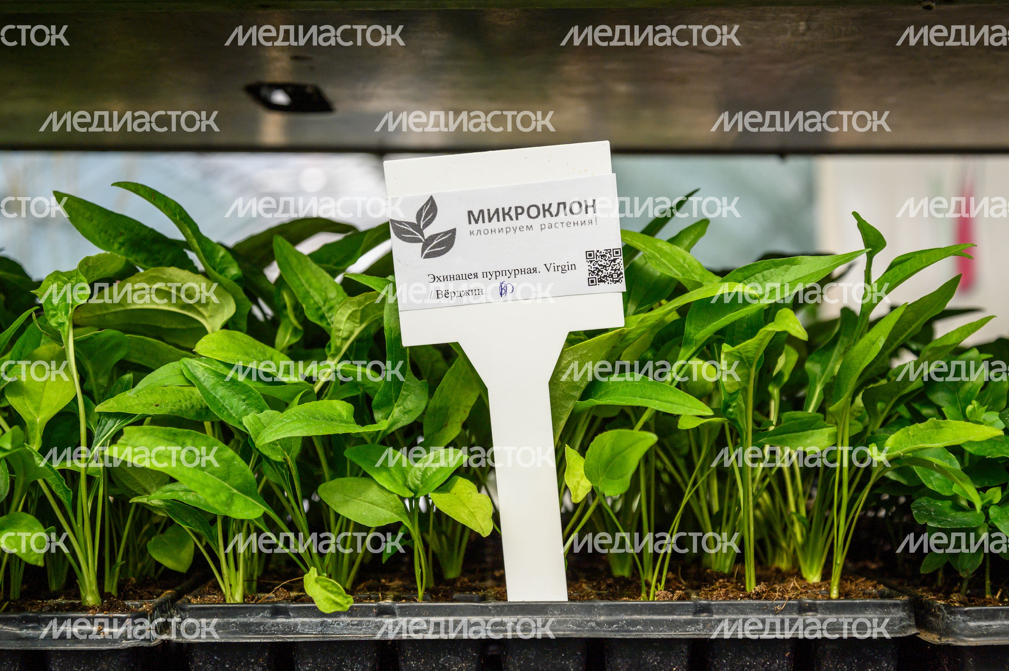 Международная выставка посадочного материала для профессионалов зеленой отрасли 2024 в Раменском округе Международная выставка посадочного материала для профессионалов зеленой отрасли 2024 в Раменском округе
