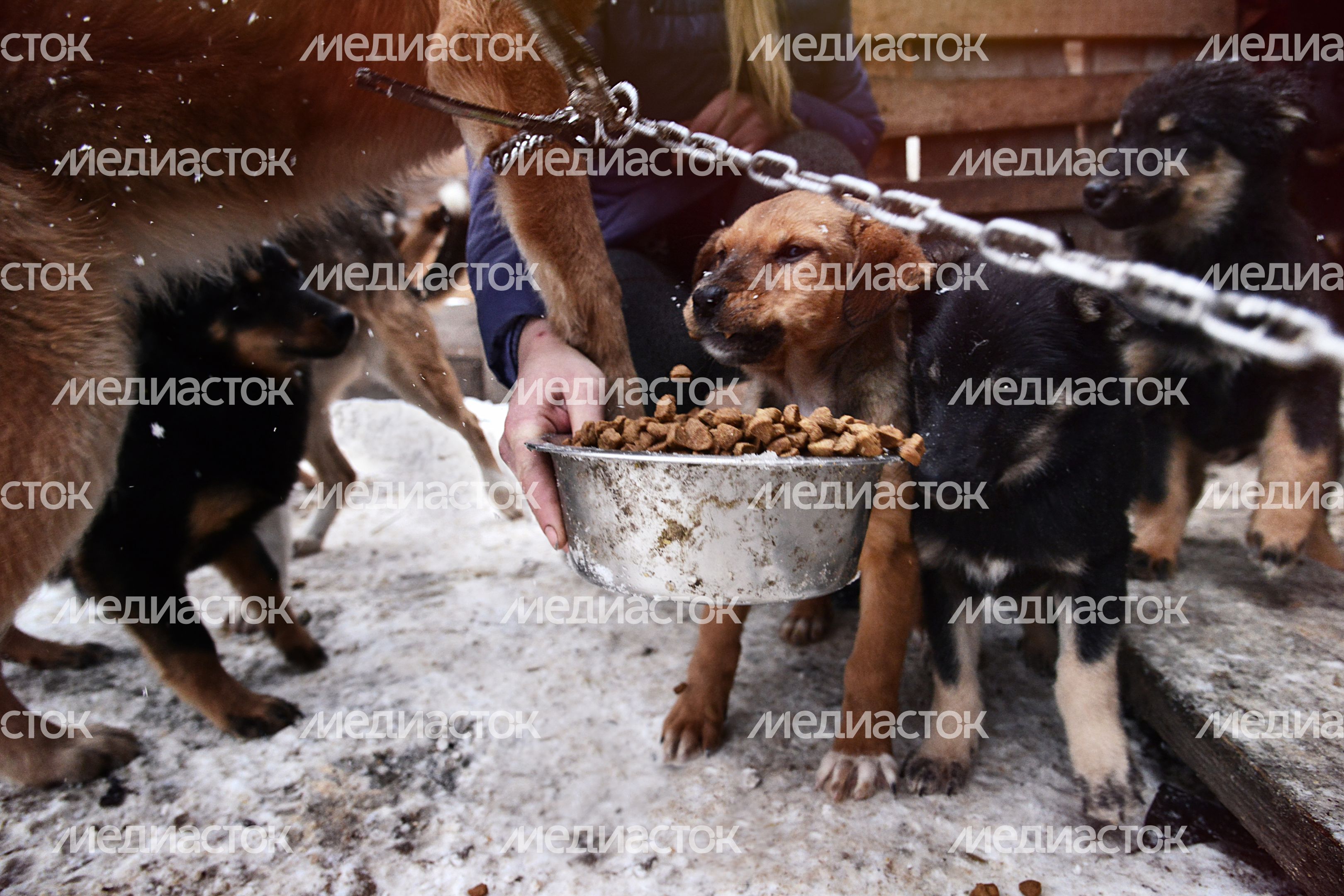 Собачий приют в Воскресенске