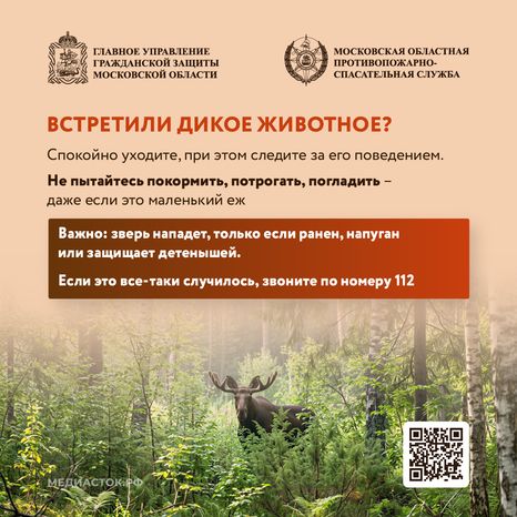 Что делать при встрече с диким животным квадрат 03