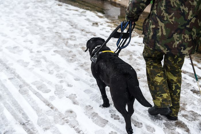 Школа собак‑проводников в Подмосковье