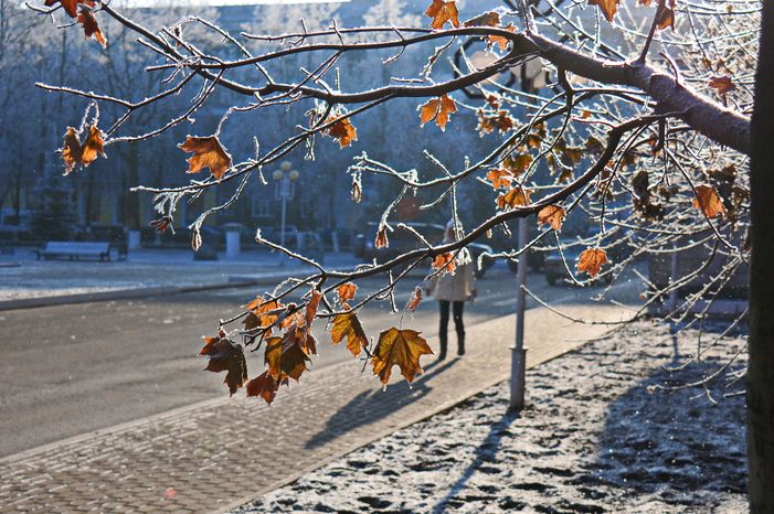 Клен в Ступино