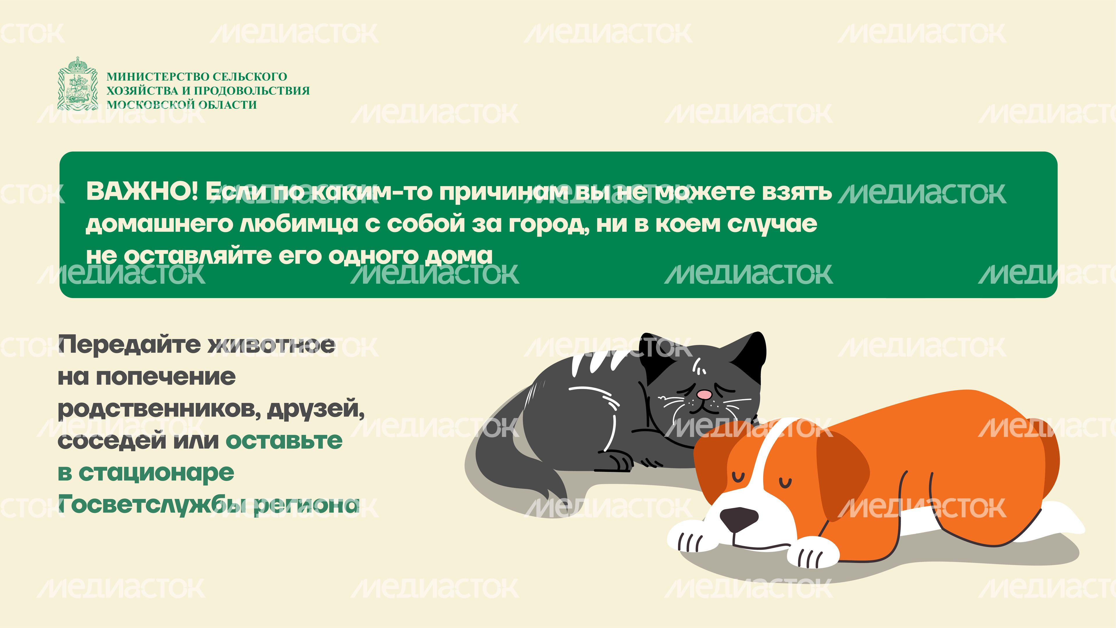 животные на даче горизонталь (6)