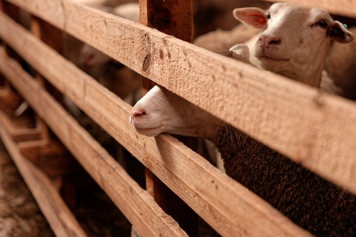 Молочная ферма "Черный лис" в Чехове
