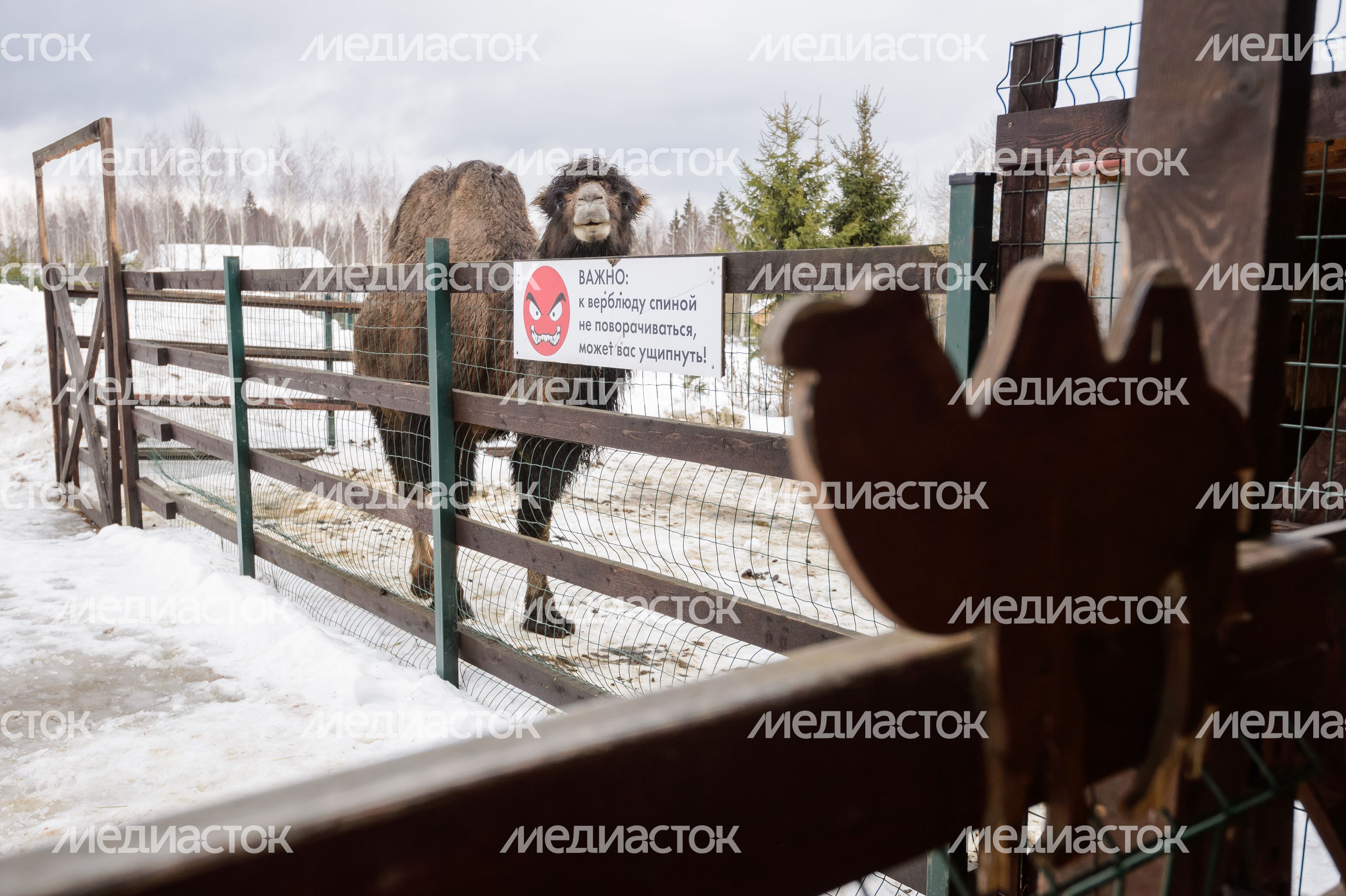 Дмитров. Экоферма «Российские альпаки» Дмитров. Экоферма «Российские альпаки»