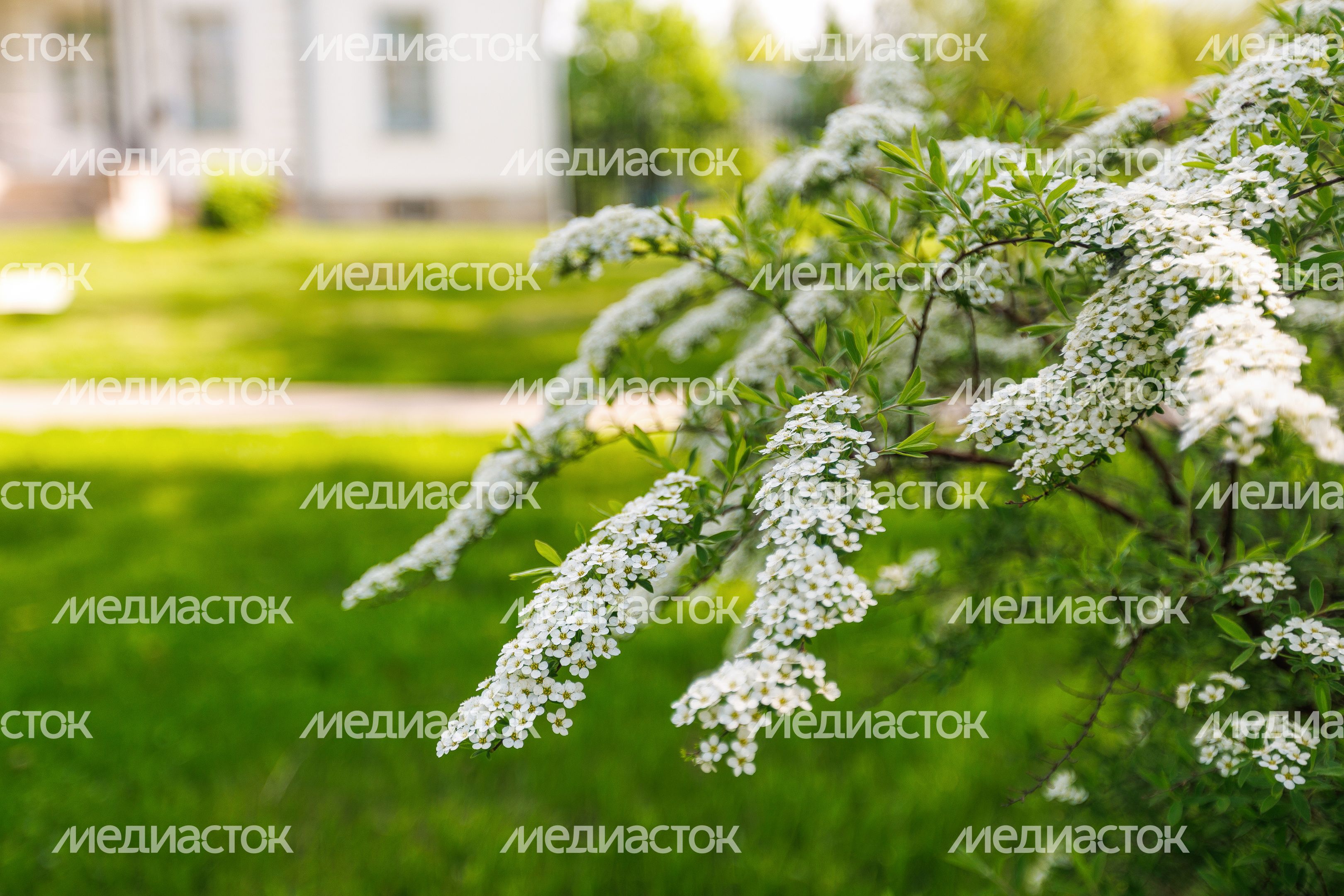 Весна в парке усадьбы Лыткарино (усадьбы Зотовых-Чернышевых)
