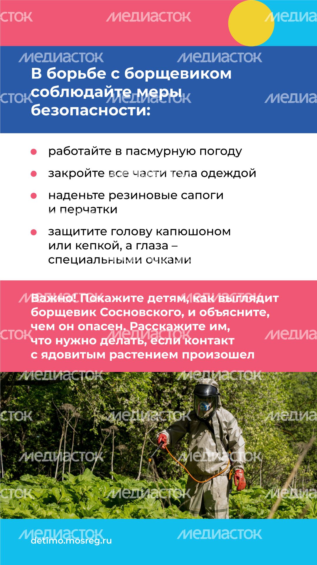Вертикаль_Борщевик Сосновского_10.png