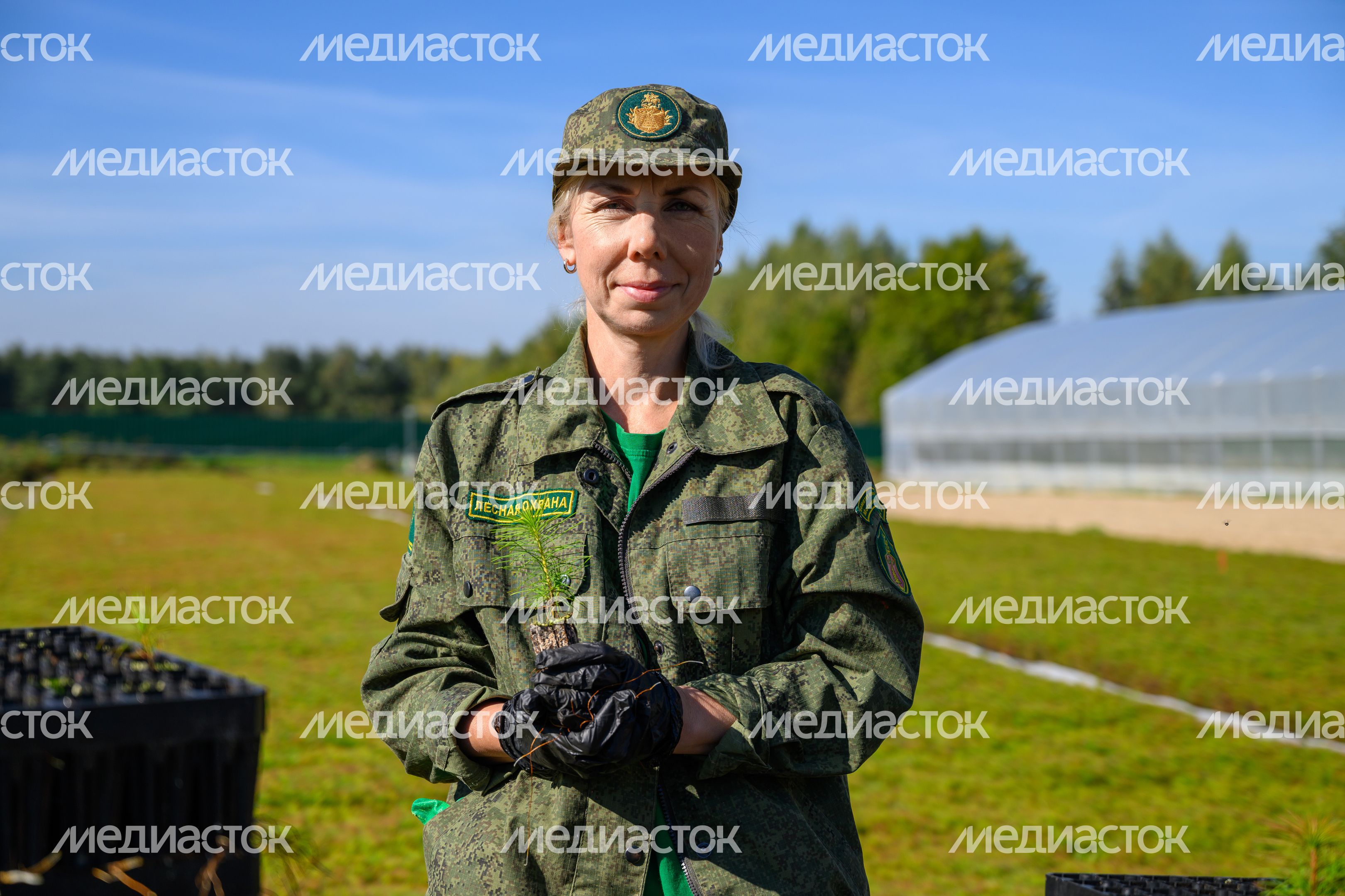 Сеянцы сосны выращивают в Дмитровском базисном питомнике Сеянцы сосны выращивают в Дмитровском базисном питомнике