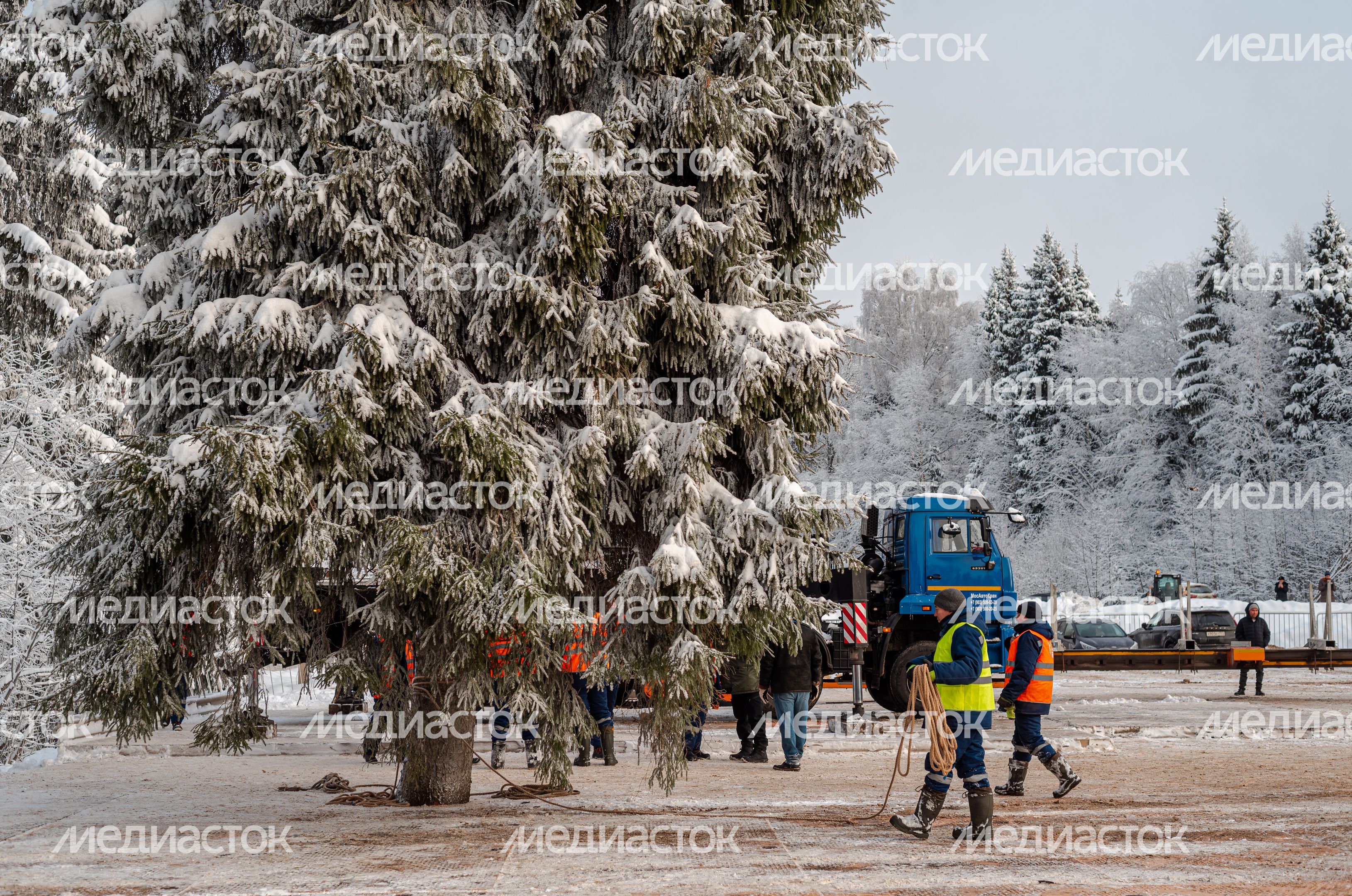Рубка главной новогодней елки страны