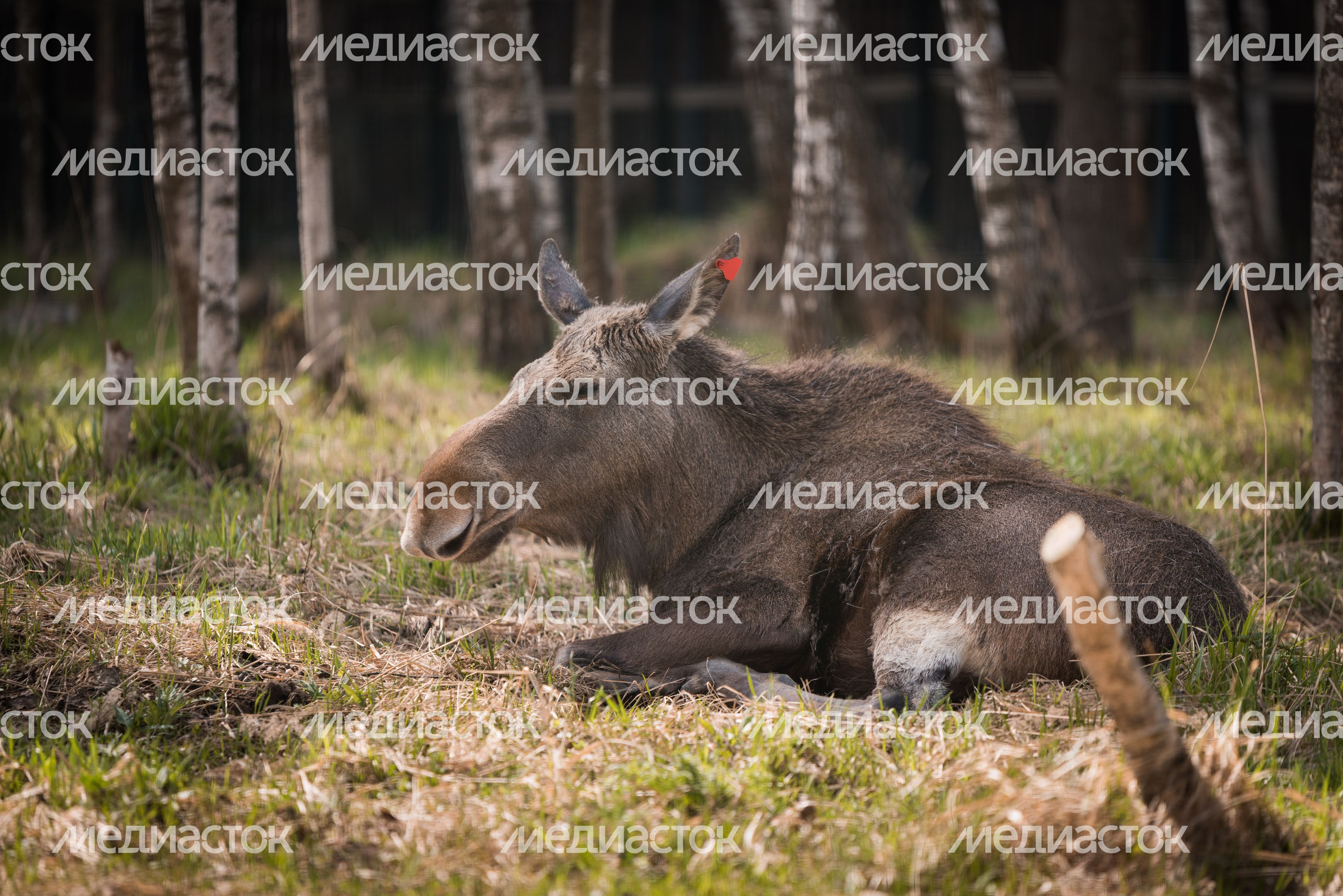 Национальный парк Лосиный остров