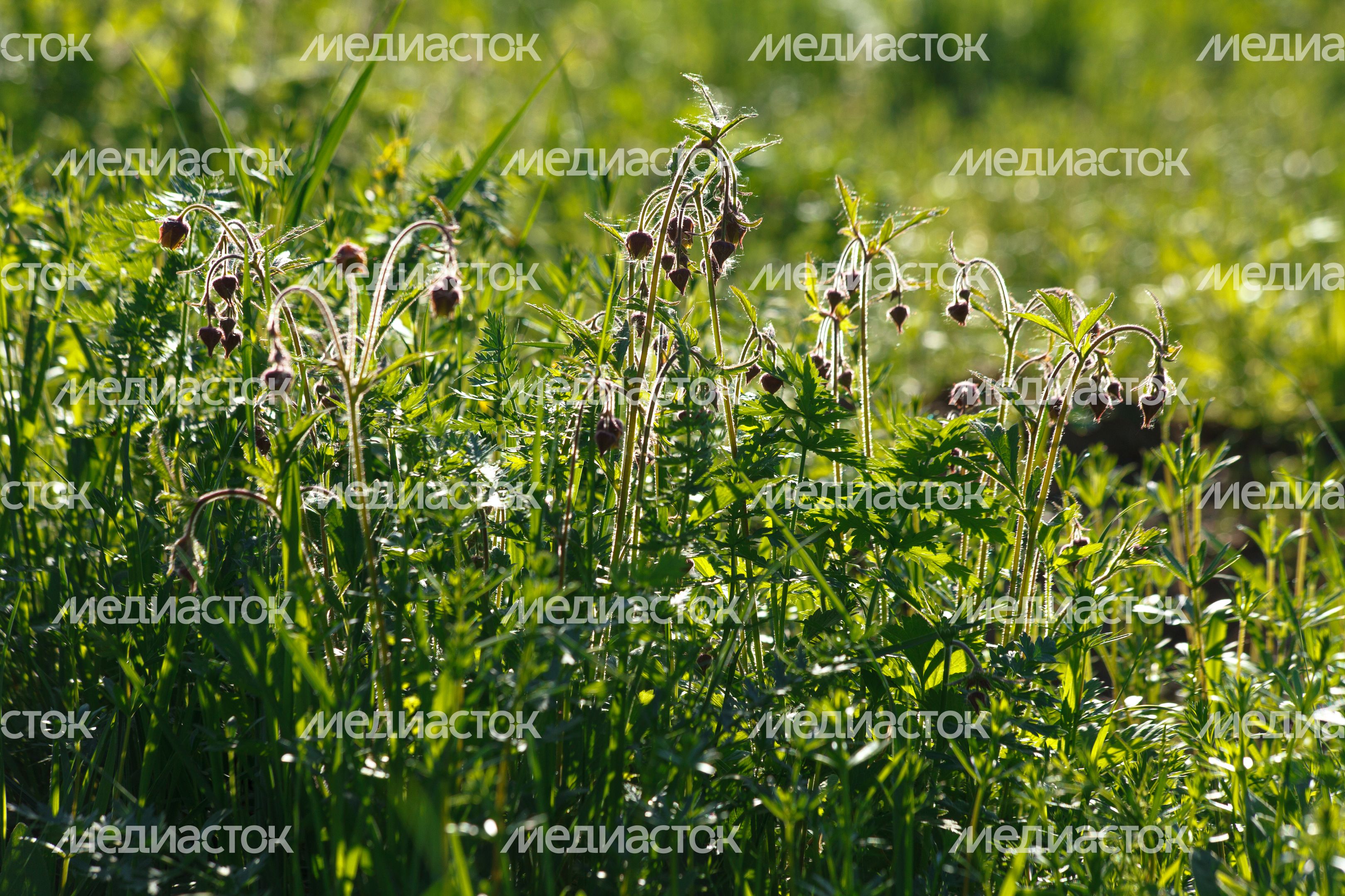 Природа Подмосковья: весна в Тучково Рузского округа Природа Подмосковья: весна в Тучково Рузского округа