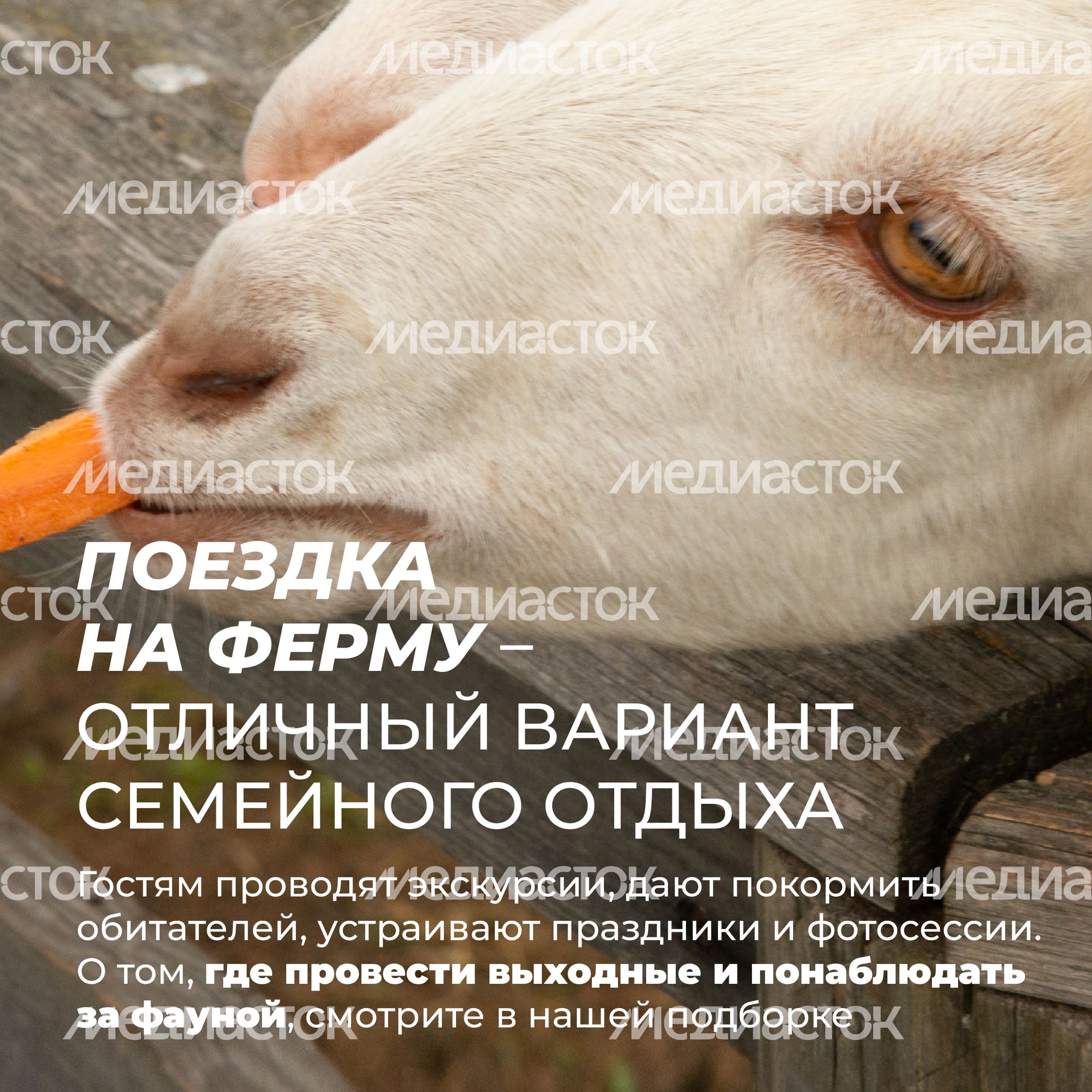 Фермы с животными-20.jpg