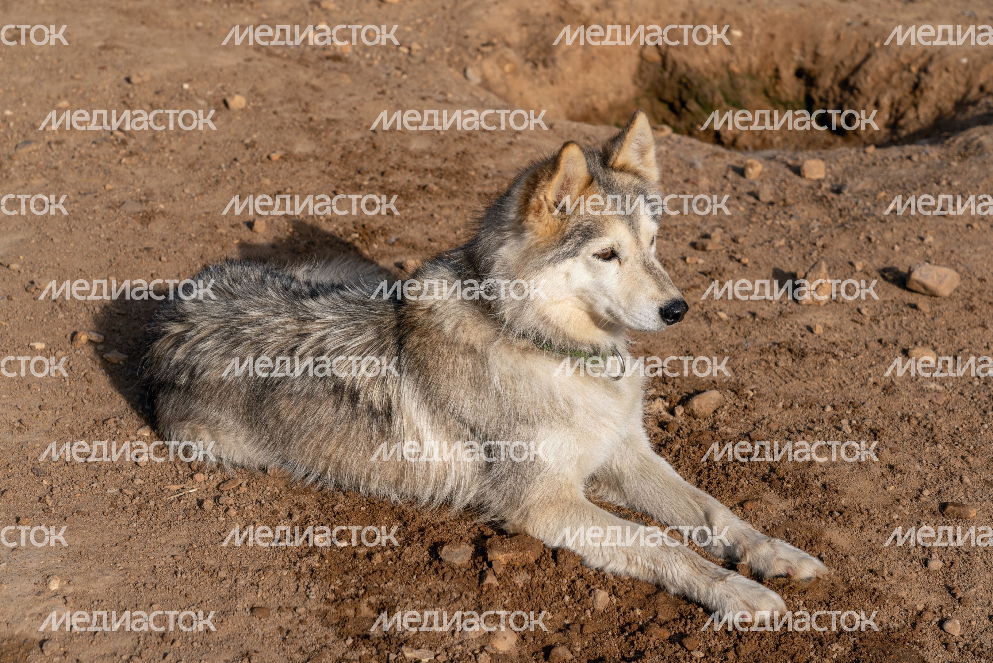 Хаски-деревня "Рузская Аляска". Лето