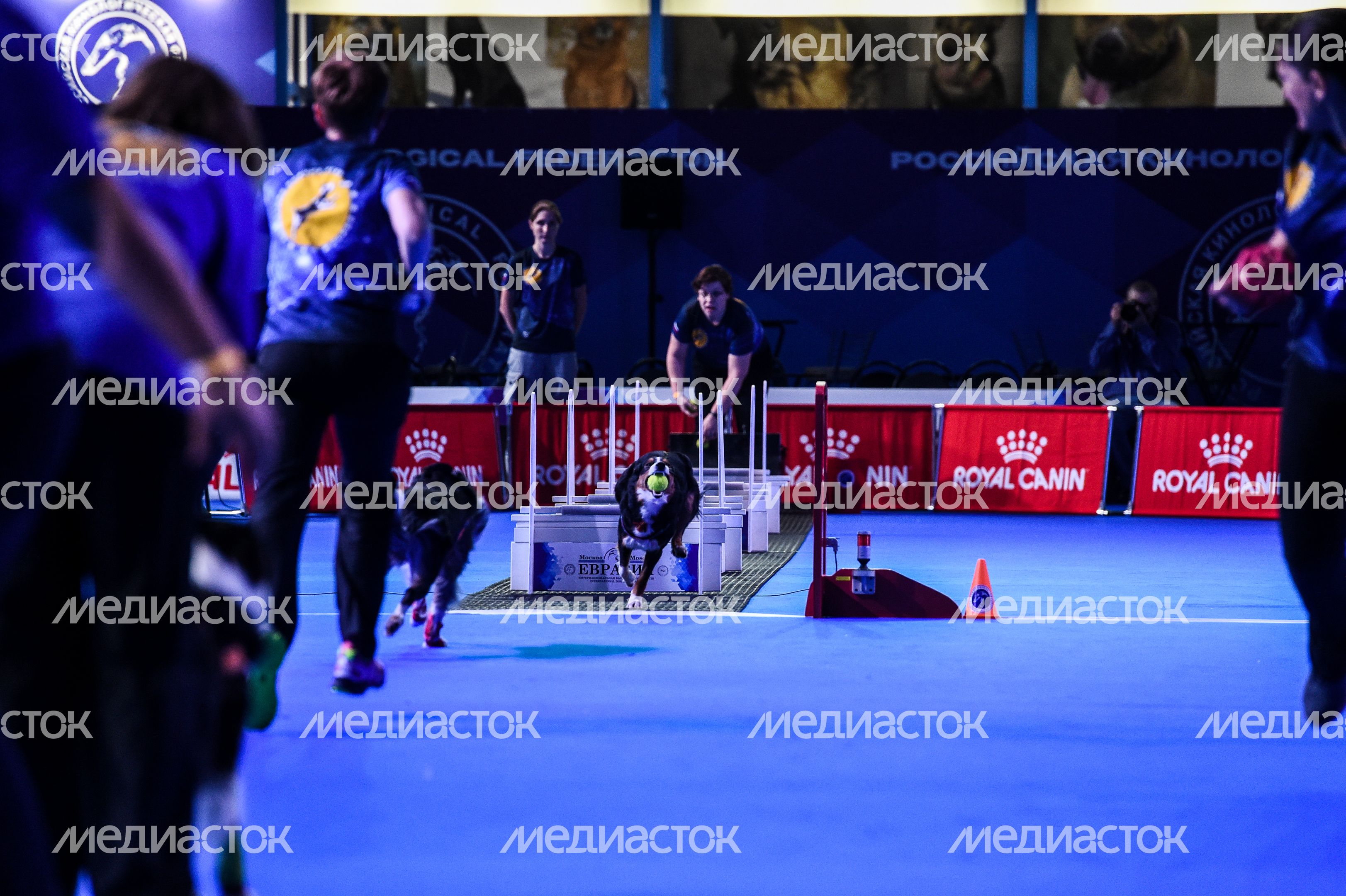 Выставка собак Евразия‑2018 прошла в Подмосковье