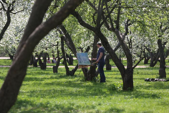Цветение яблони в музее-заповеднике «Коломенское» в Москве