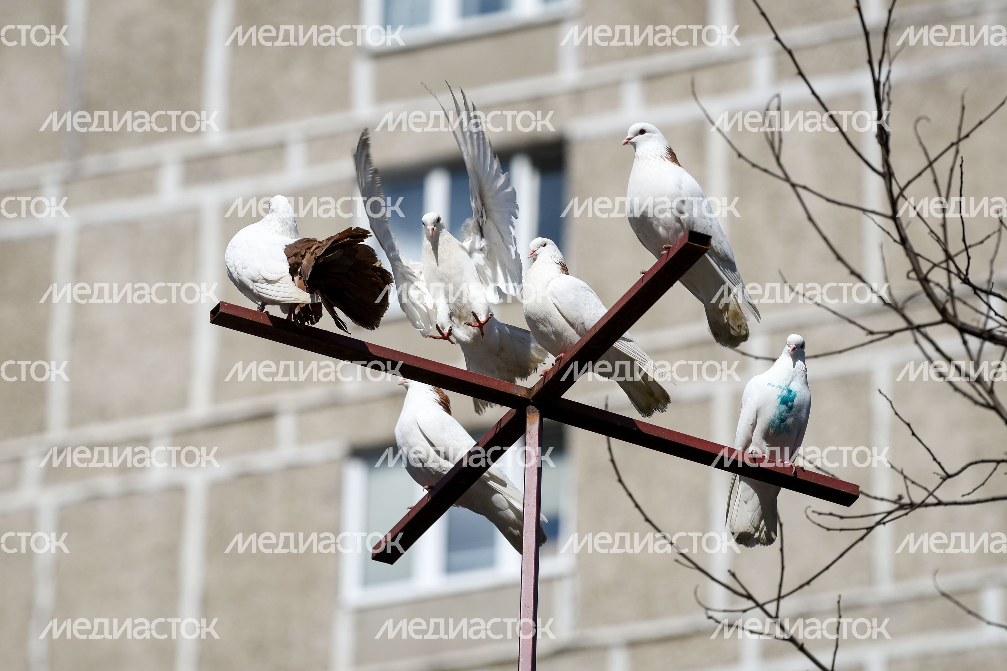 Голубятня в Москве