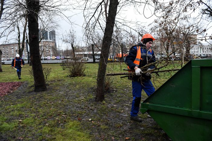Обрезка тополей в Москве