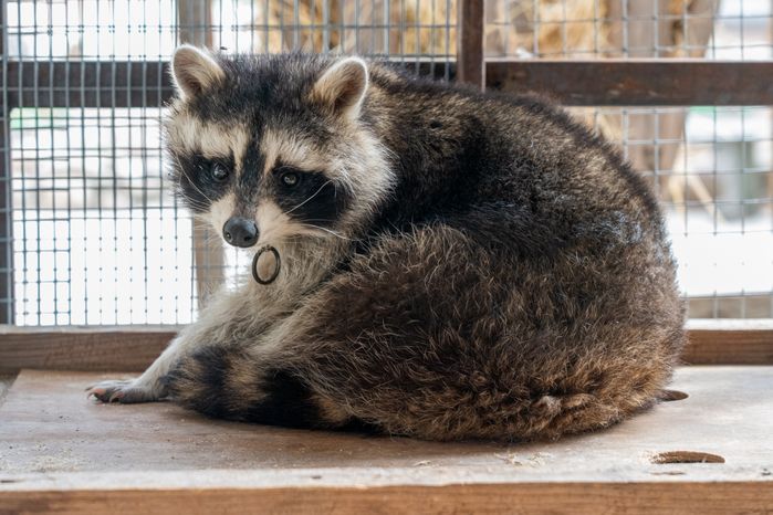 Оленья ферма ZooОleni в Рузском округе летом