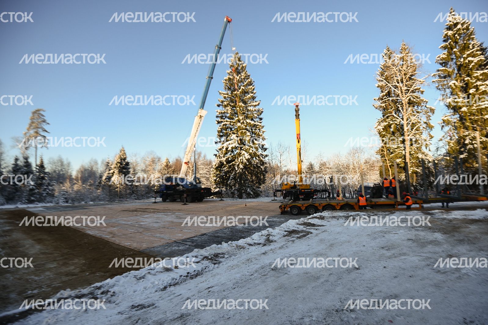 Сруб главной новогодней ели страны в Щелковском районе Подмосковья