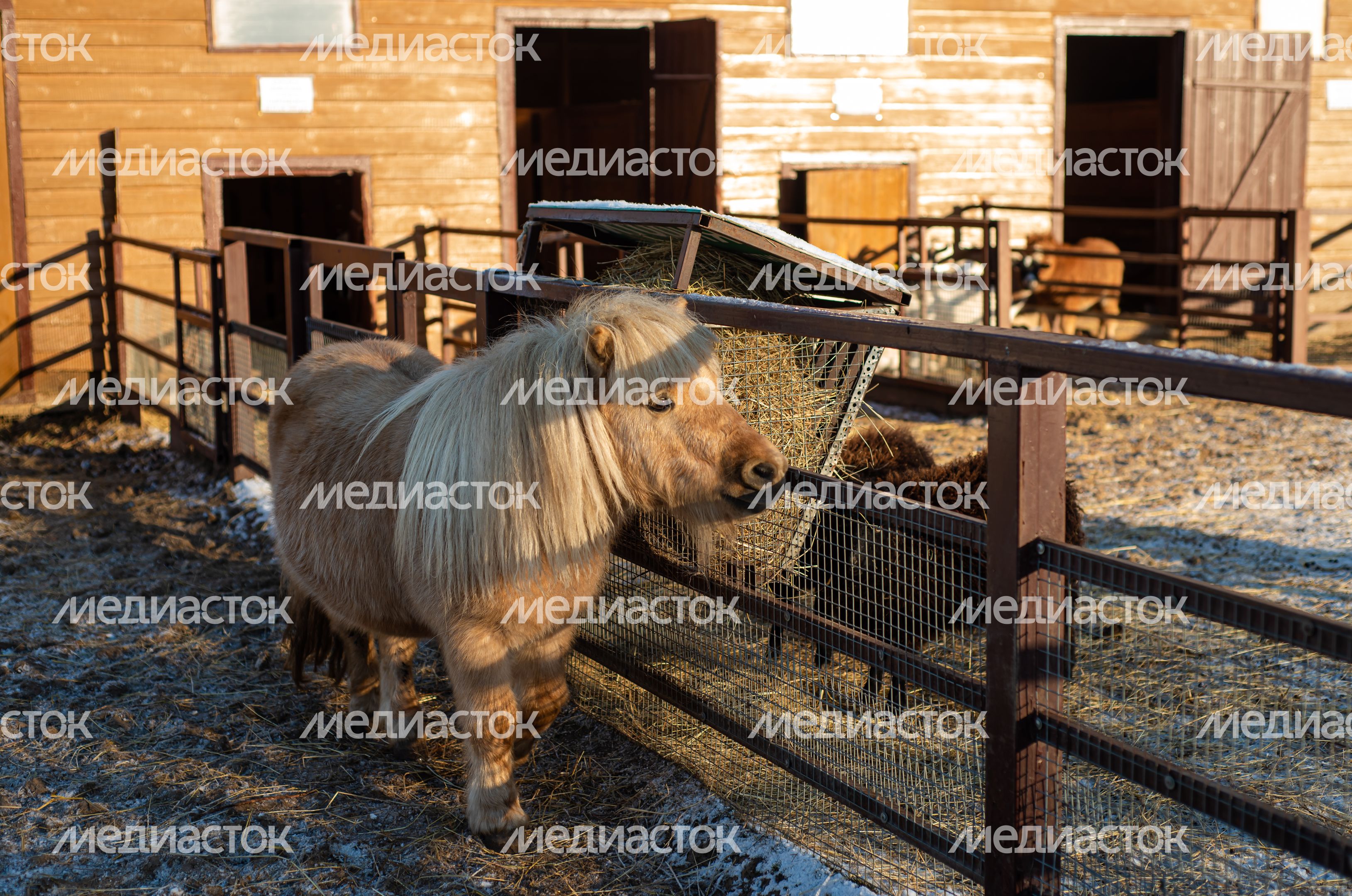 Зимний Парк Птиц «Воробьи»