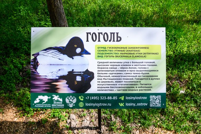 Орнитологическая тропа появилась в нацпарке «Лосиный остров»