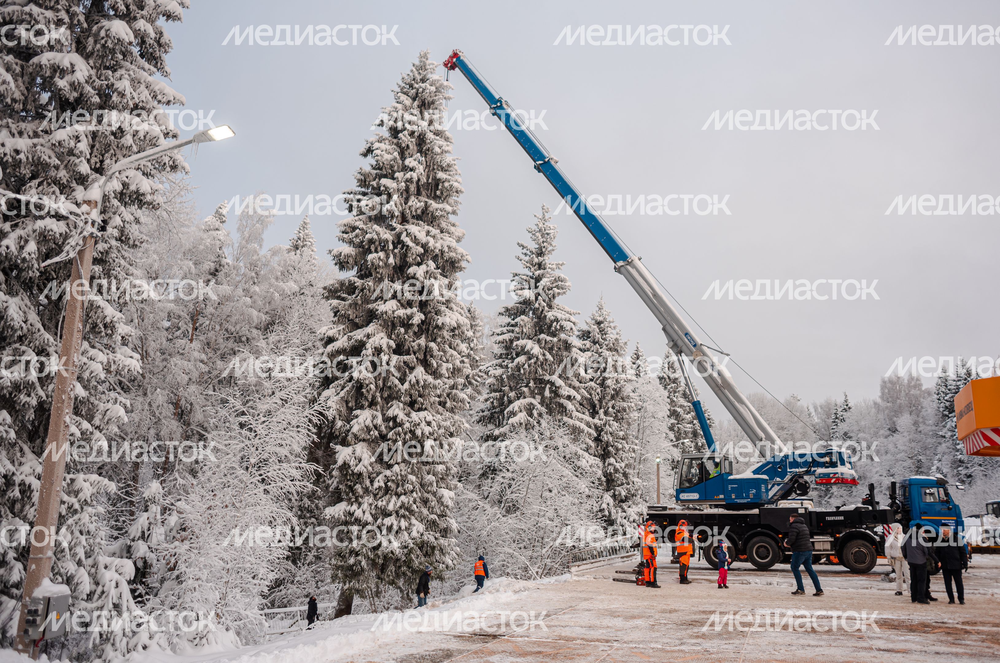 Рубка главной новогодней елки страны