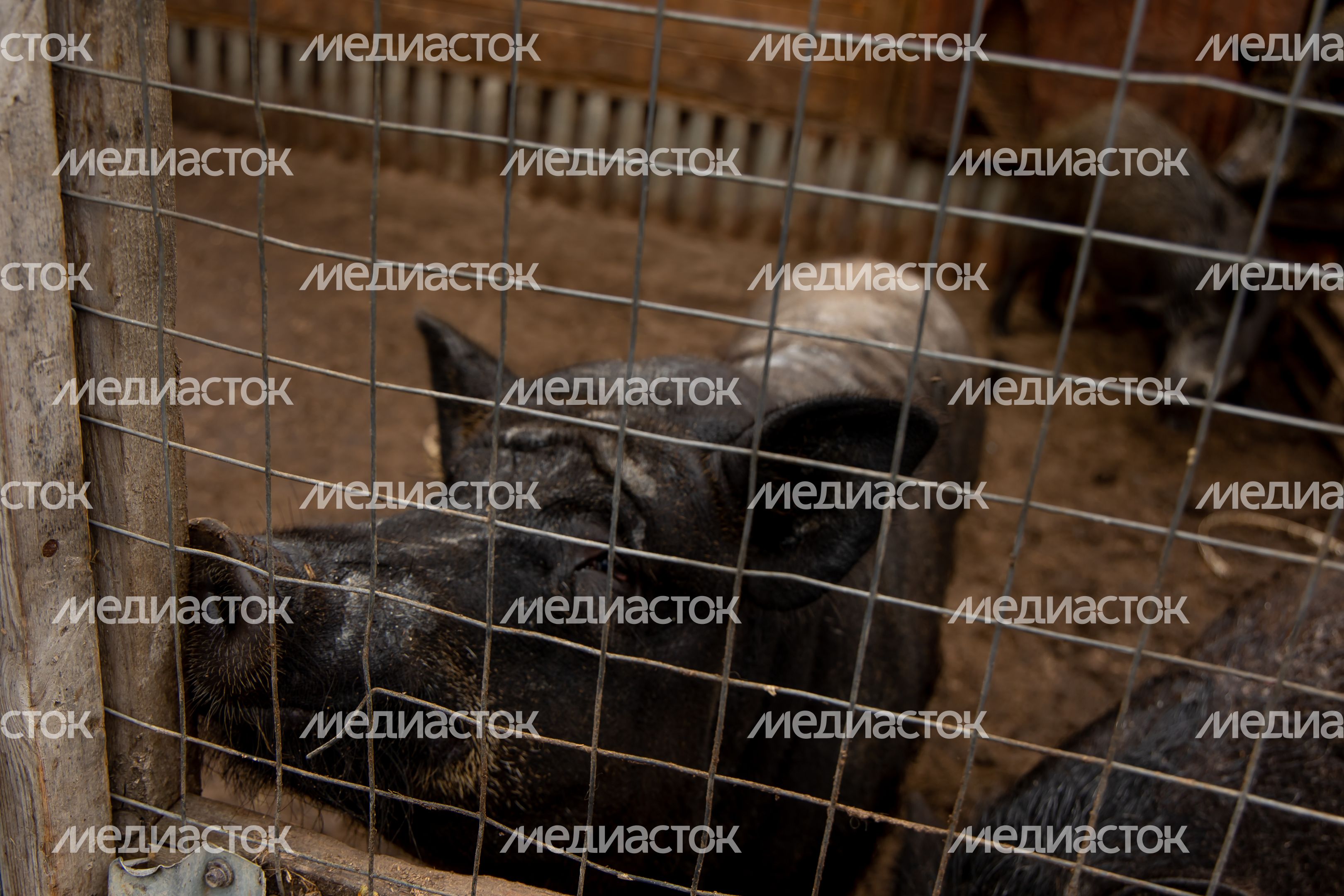 Животноводческий комплекс при киностудии Угреша-Фильм
