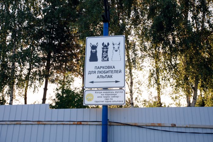 Дмитров. Ферма «Российские альпаки»