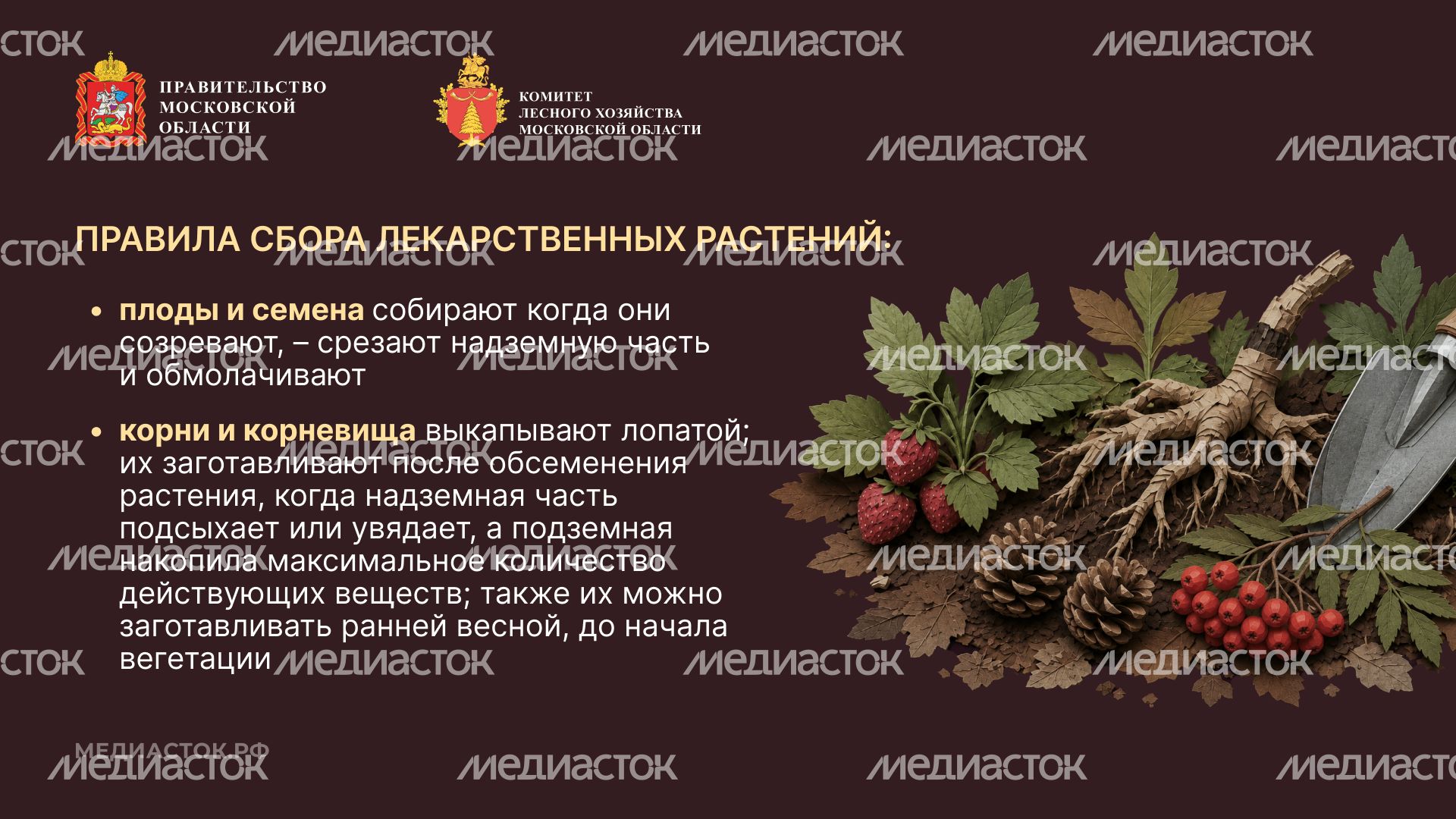 Ягоды, грибы, лекарственные растения горизонталь 08