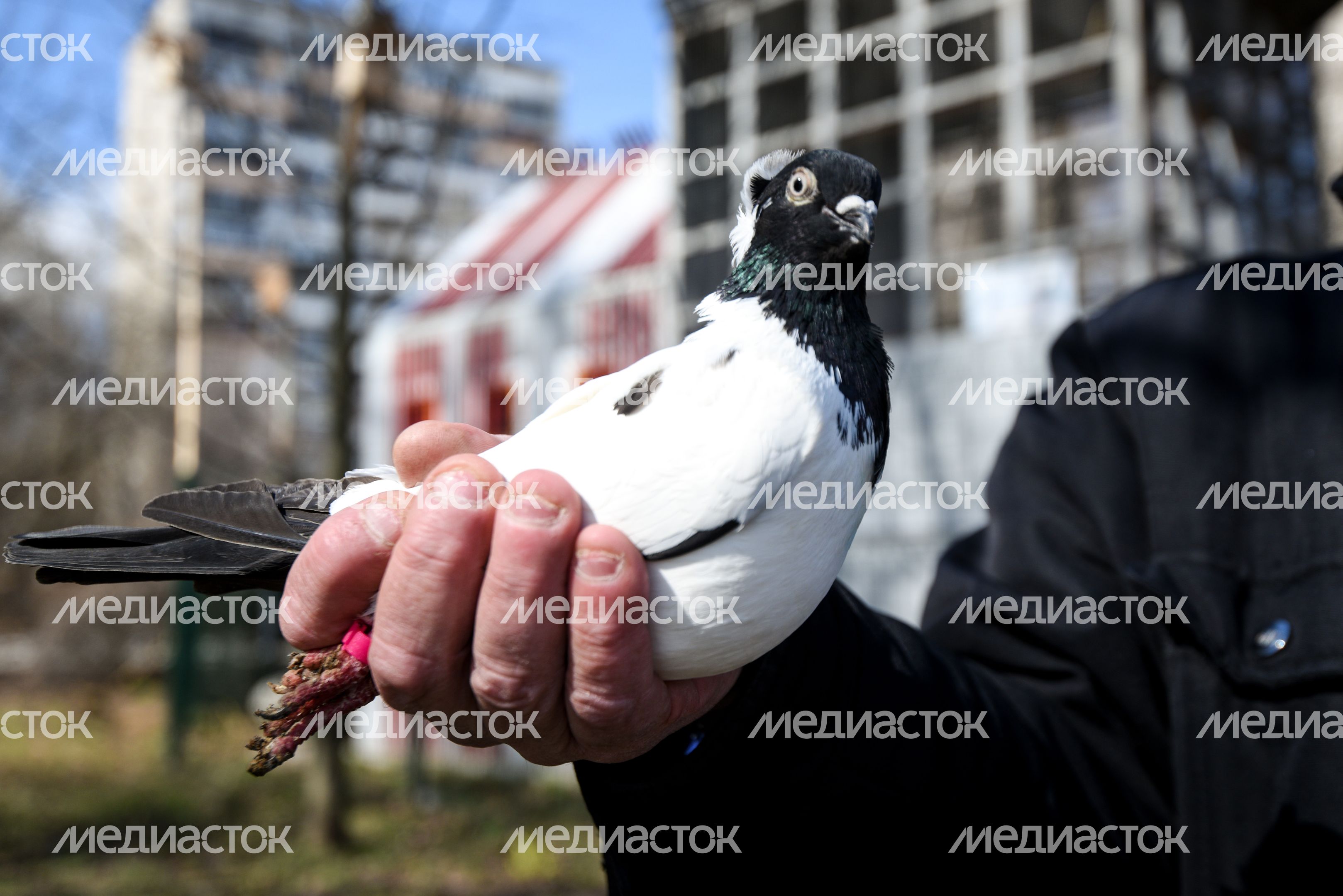 Голубятня в Москве