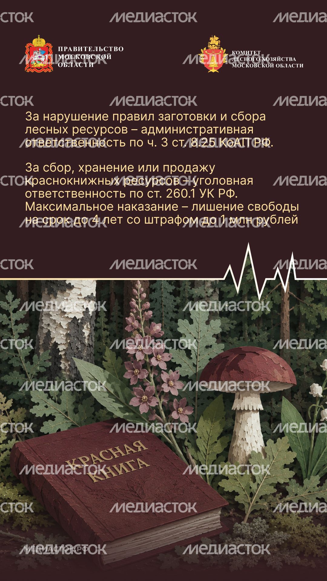 Ягоды, грибы, лекарственные растения вертикаль 10