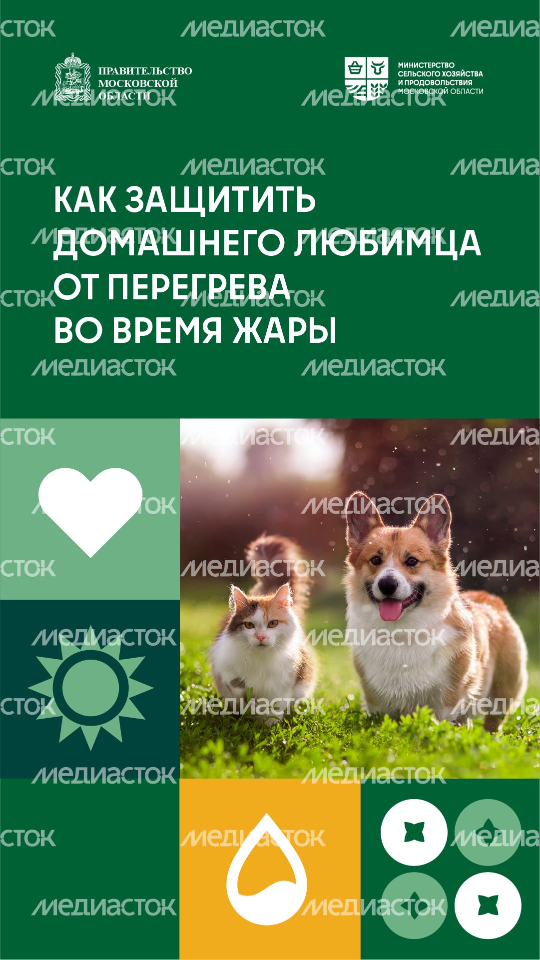 Как защитить домашнего любимца от перегрева во время жары вертикаль (1) Как защитить домашнего любимца от перегрева во время жары вертикаль (1)