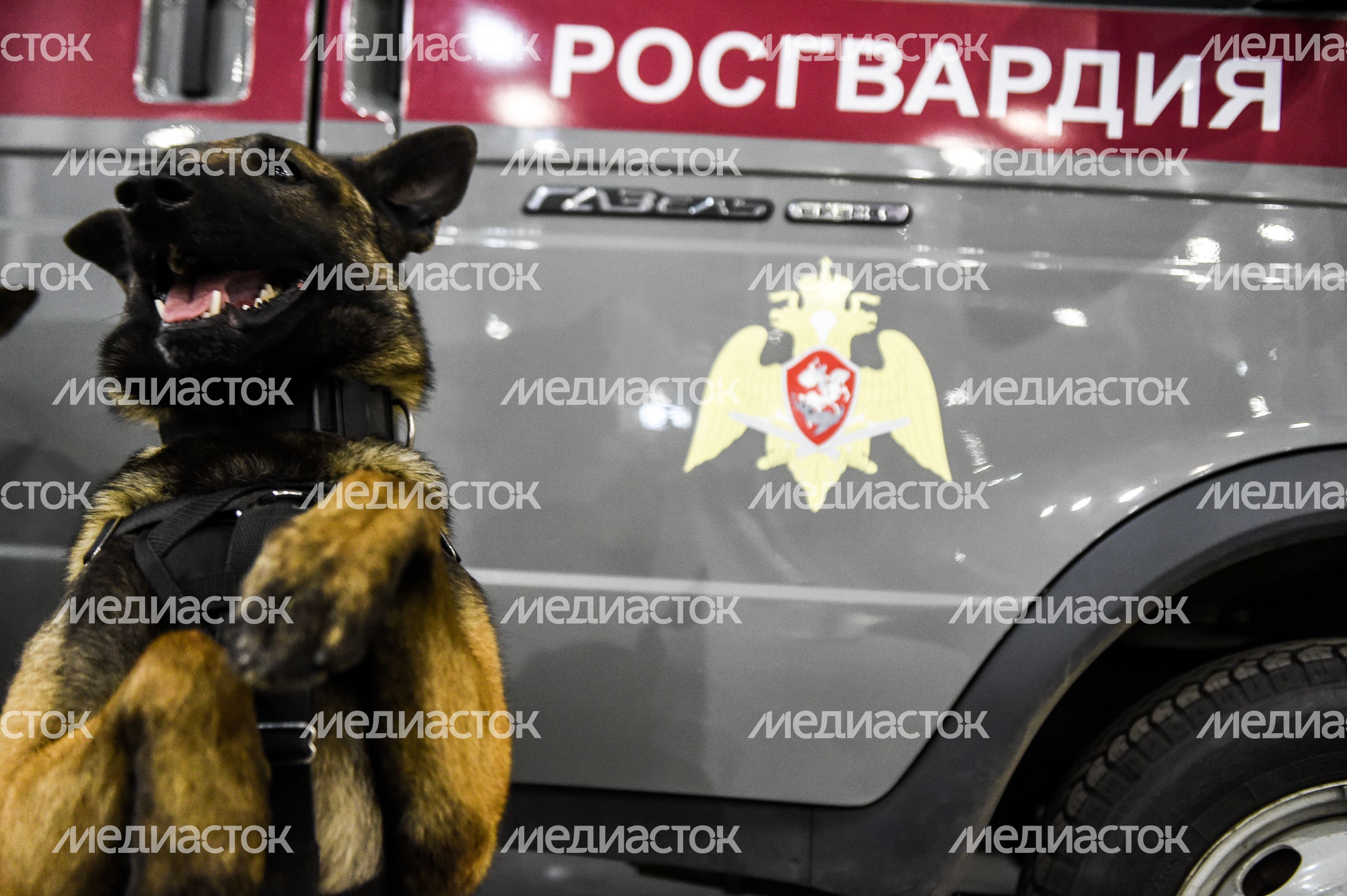 Выставка собак Евразия‑2018 прошла в Подмосковье