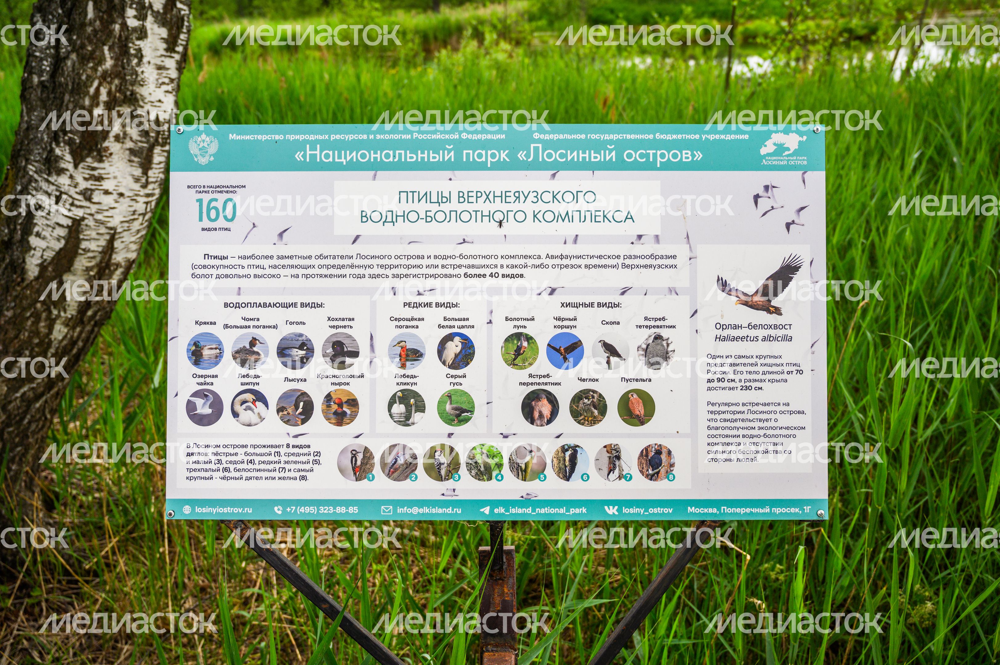 Экотропа «Заповедный лес» в Национальном парке «Лосиный остров» в Мытищах Экотропа «Заповедный лес» в Национальном парке «Лосиный остров» в Мытищах