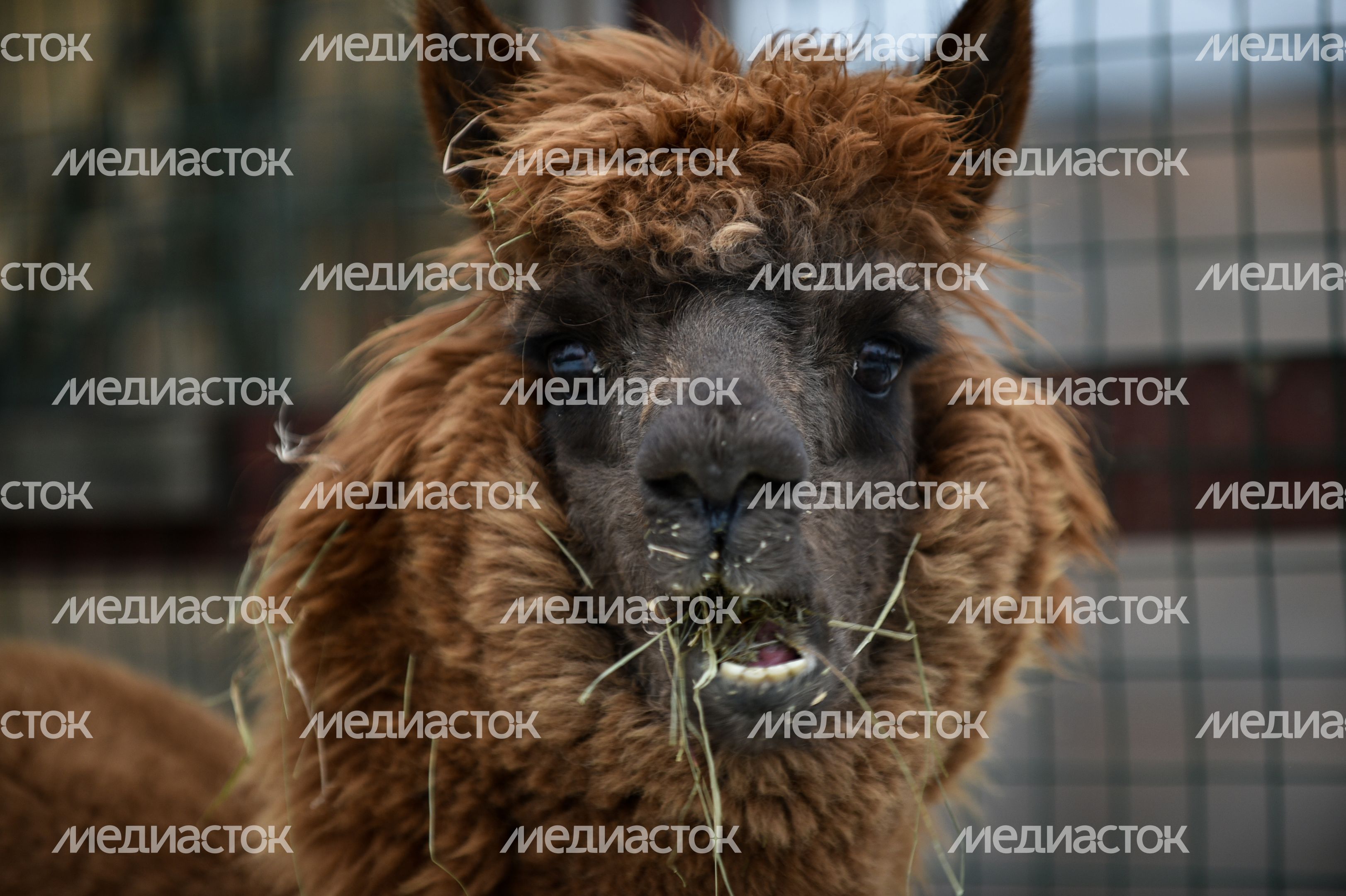Ферма «Российские Альпаки» в Москве