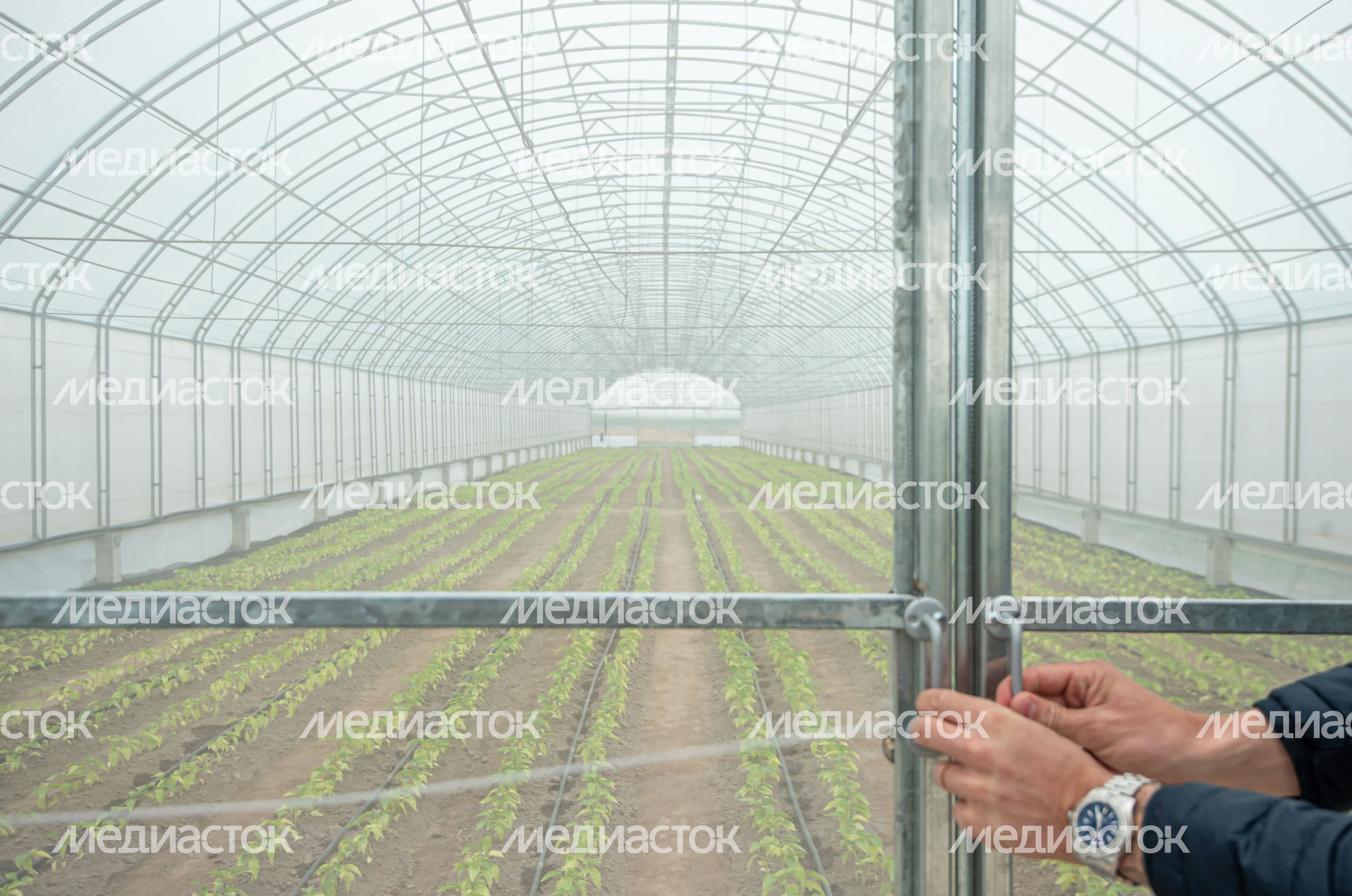 Теплицы крупного семеноводческого агропромышленного комплекса ООО «Агрофирма Партнер» Теплицы крупного семеноводческого агропромышленного комплекса ООО «Агрофирма Партнер»