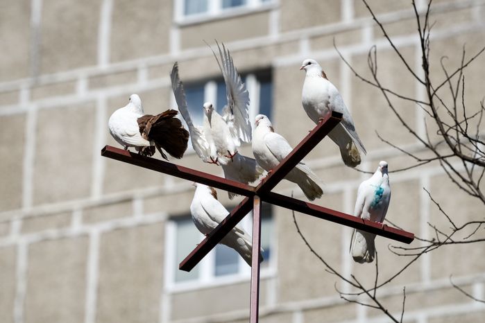 Голубятня в Москве