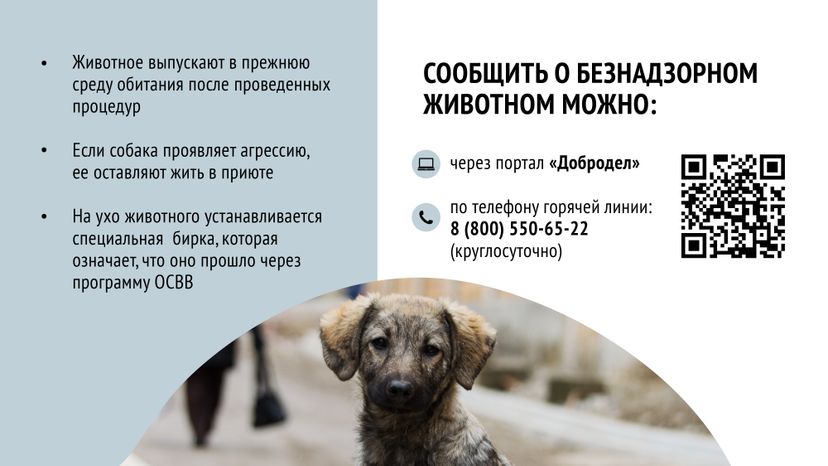 Безнадзорные животные