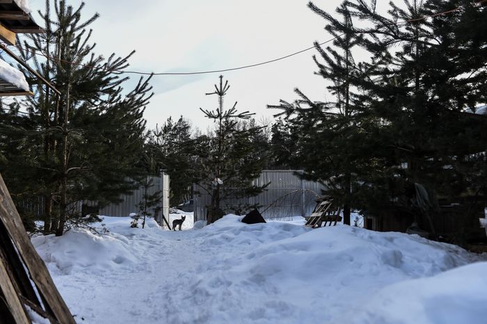 Частный приют Чертог Волка в Подмосковье