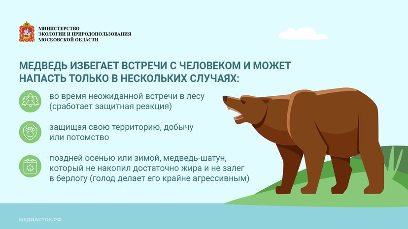Медведь – сосед, которого нужно знать_горизонталь 05