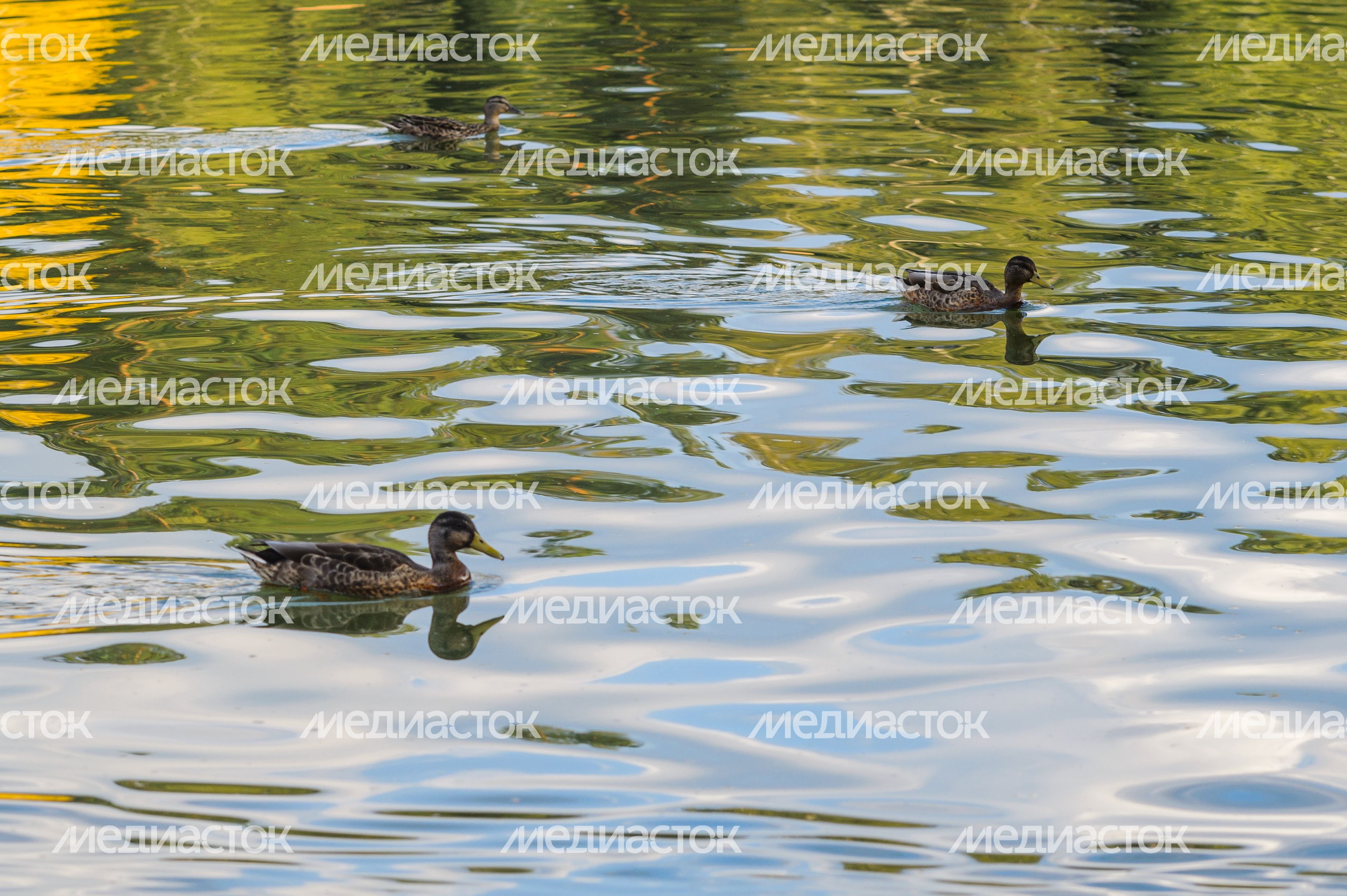 Черноголовка. Озеро Южное