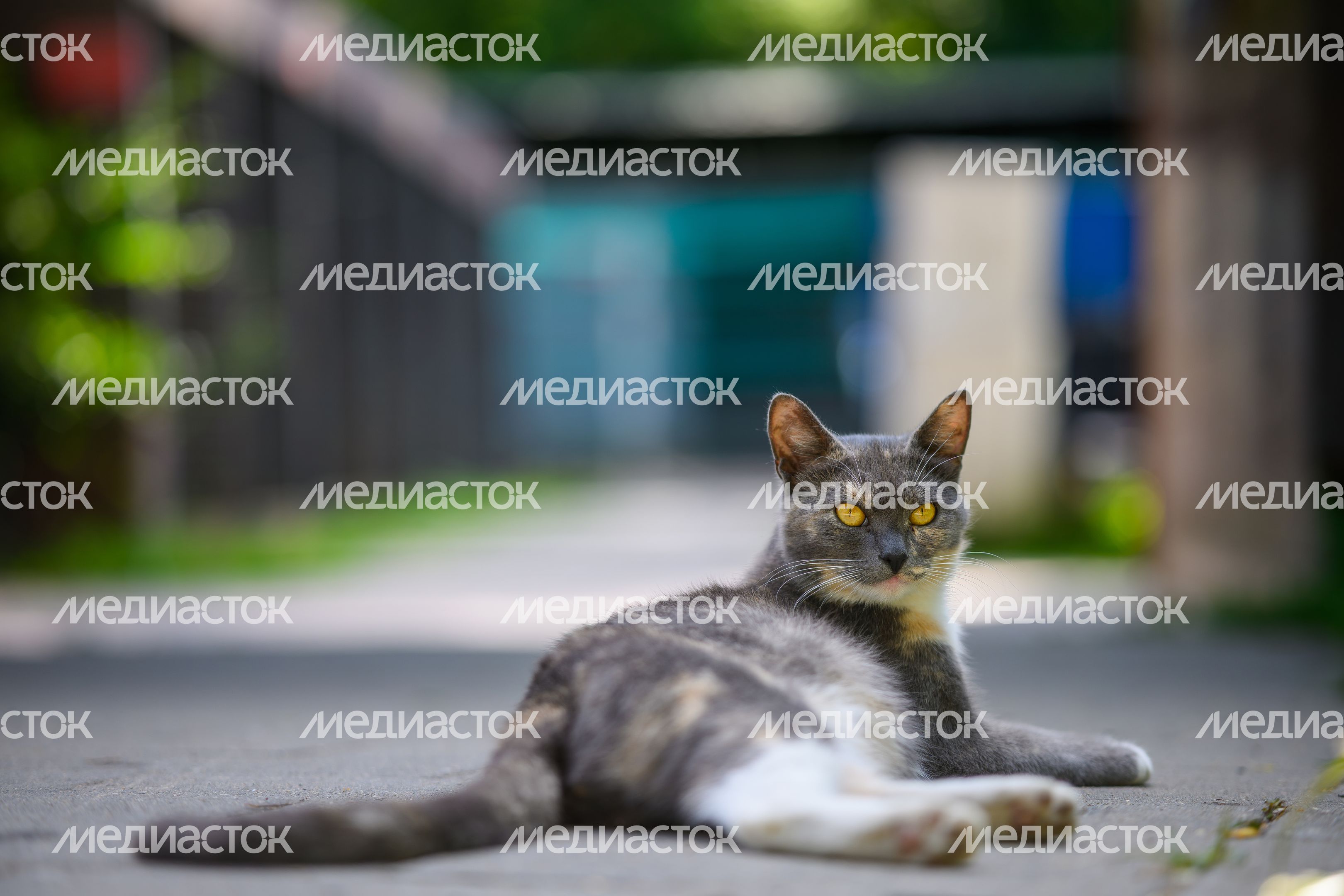 Кот в Наташинском парке Люберец