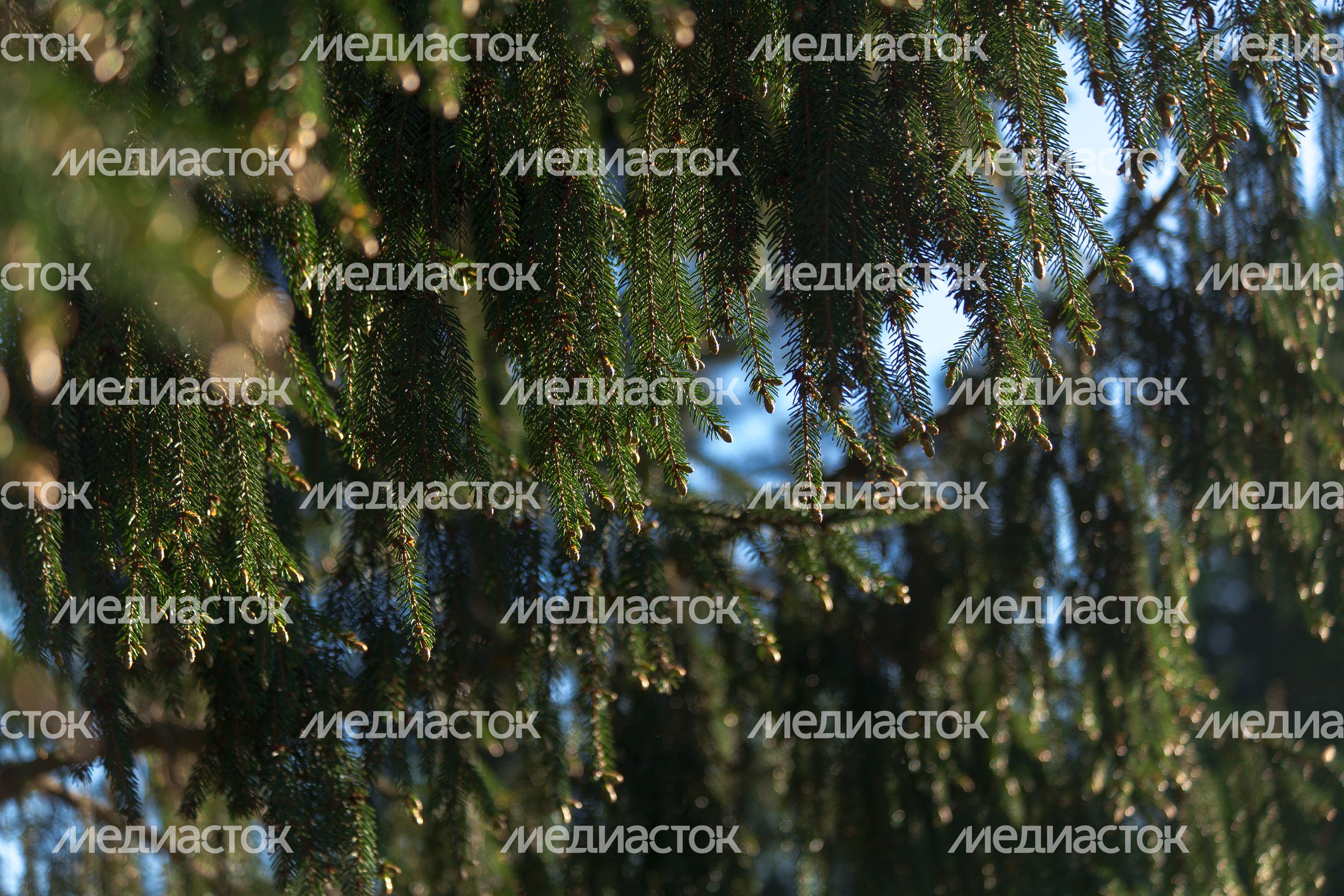Природа Подмосковья: молодые иголки на ветви ели