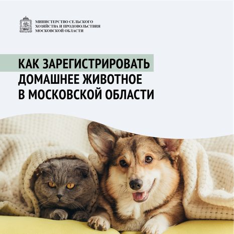 Зарегистрировать домашнее животное ред 2-квадрат-01.png