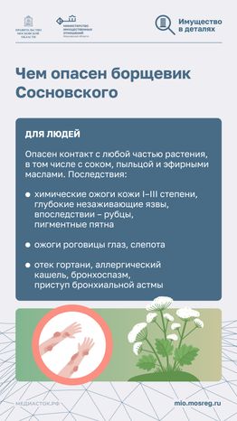 Борьба с борщевиком вертикаль 05