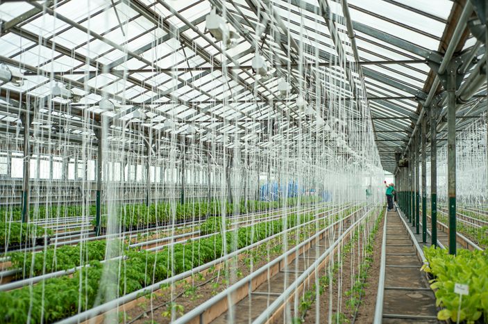 Теплицы крупного семеноводческого агропромышленного комплекса ООО «Агрофирма Партнер»