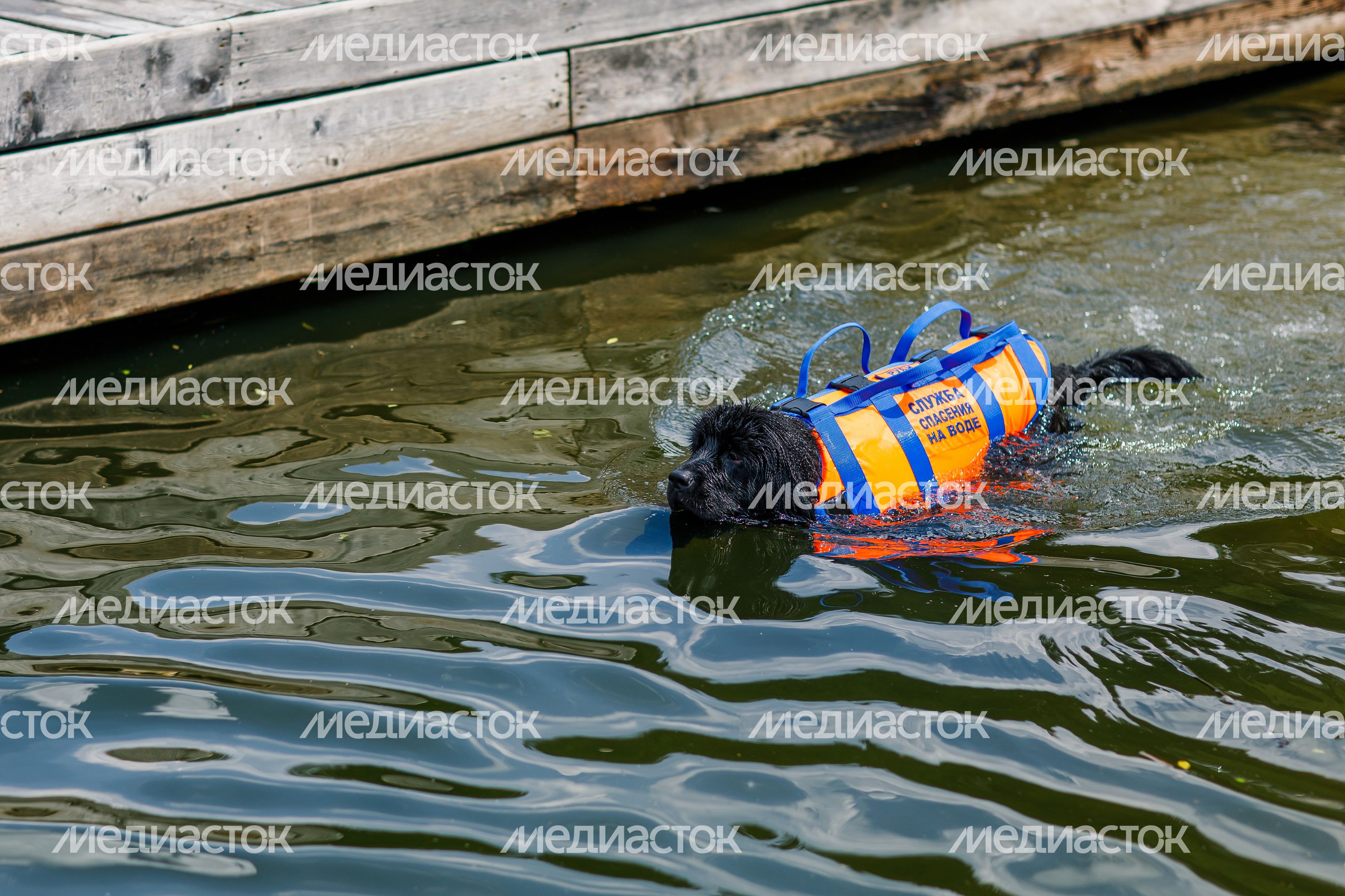 Фестиваль водных видов спорта "Вода для всех" прошел в Красногорске