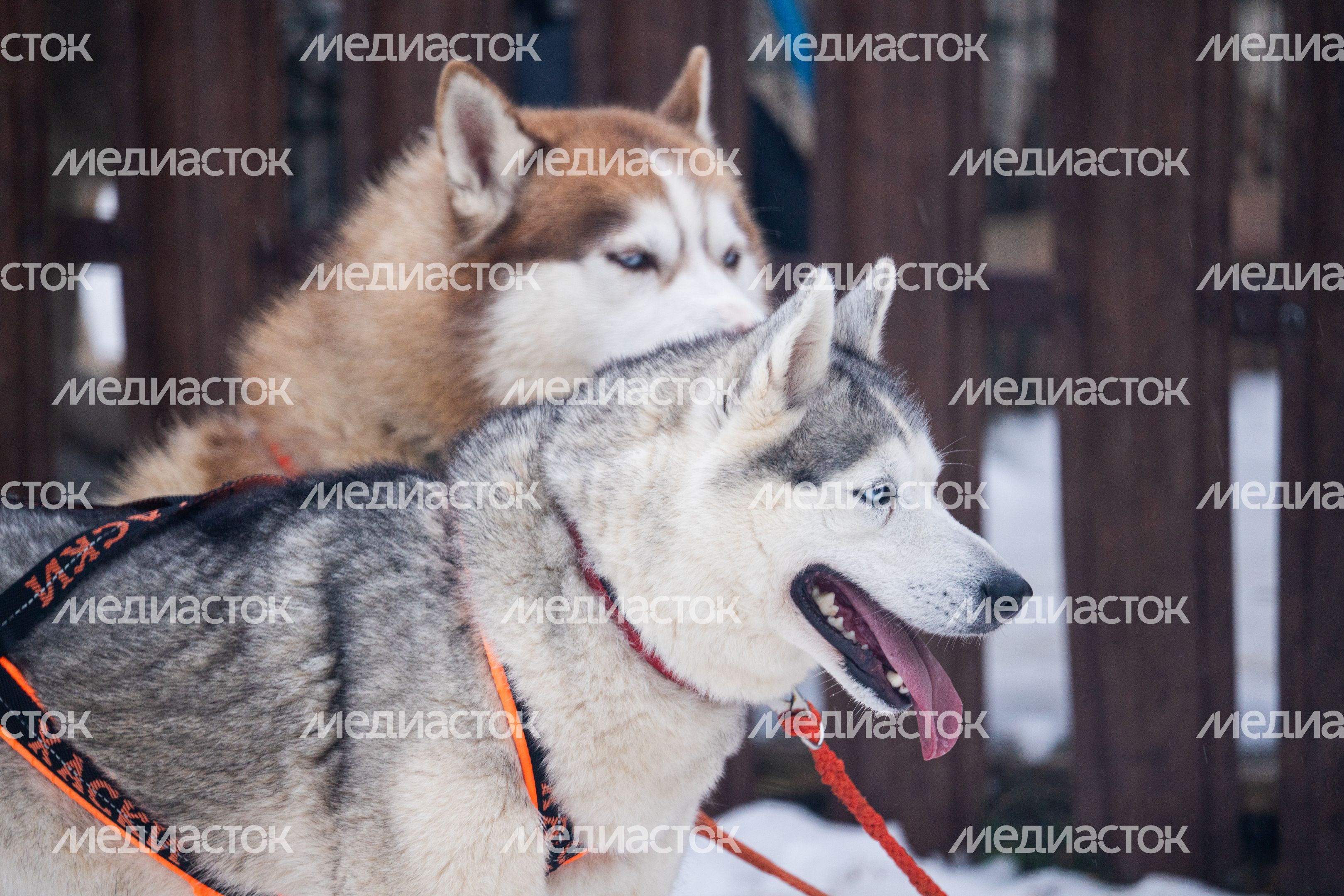 Хаски-деревня "Рузская Аляска" в Рузском округе Хаски-деревня "Рузская Аляска" в Рузском округе