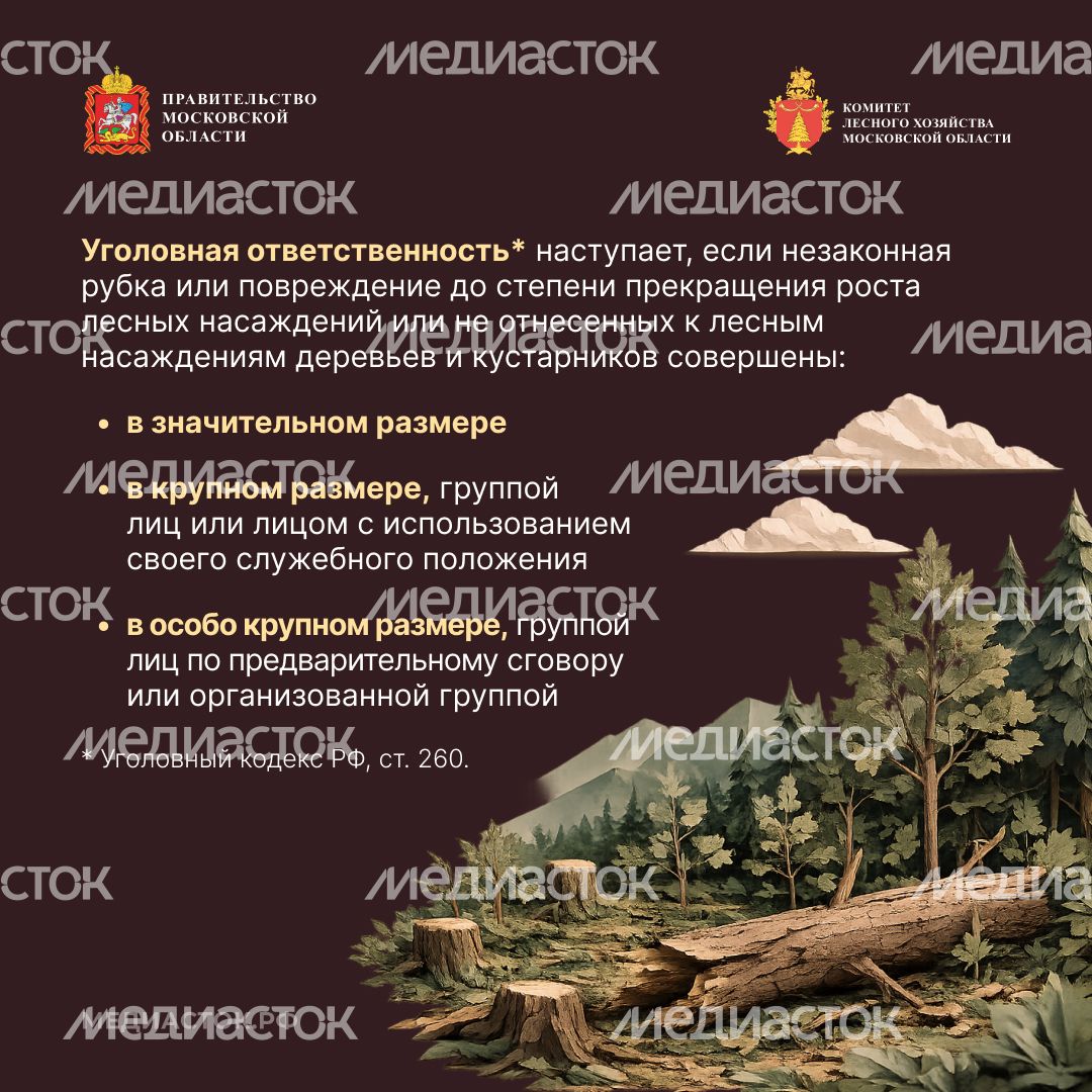 Незаконная рубка квадрат 06